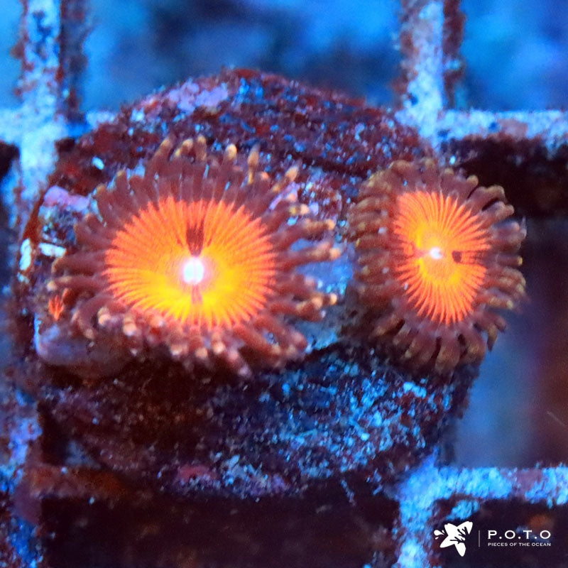 Zoanthus sociatus