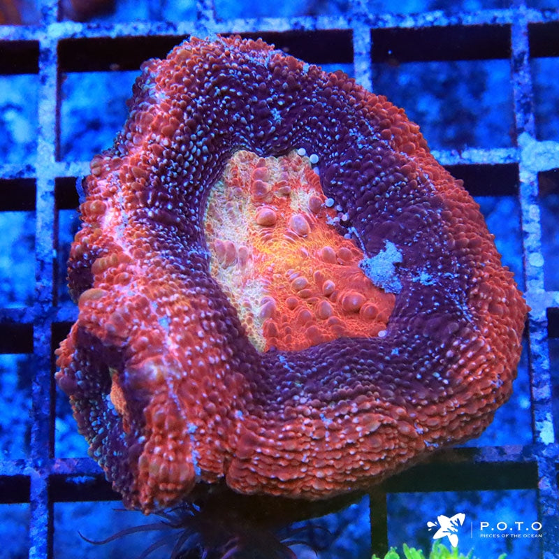 Homophyllia bowerbanki