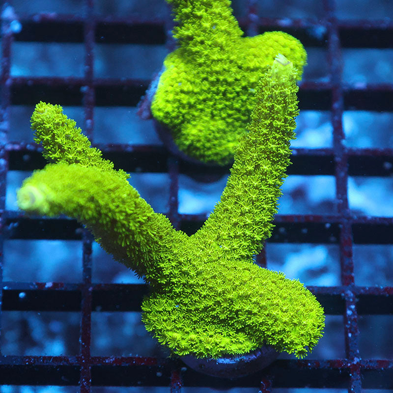 Ultra Green Slimer (Special)