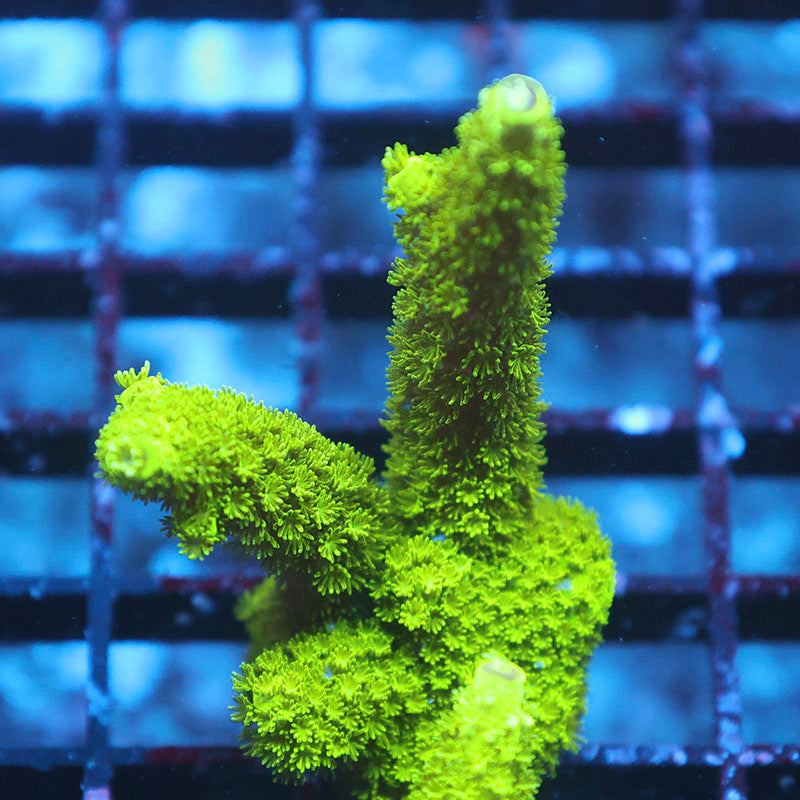 Ultra Green Slimer (Special)