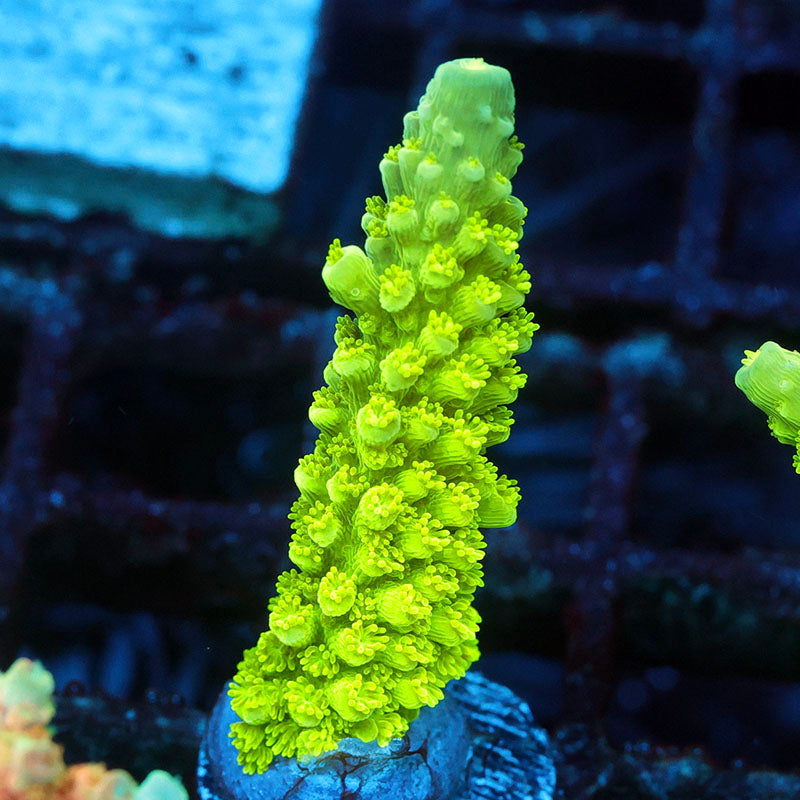 Ultra Green Slimer (Special)