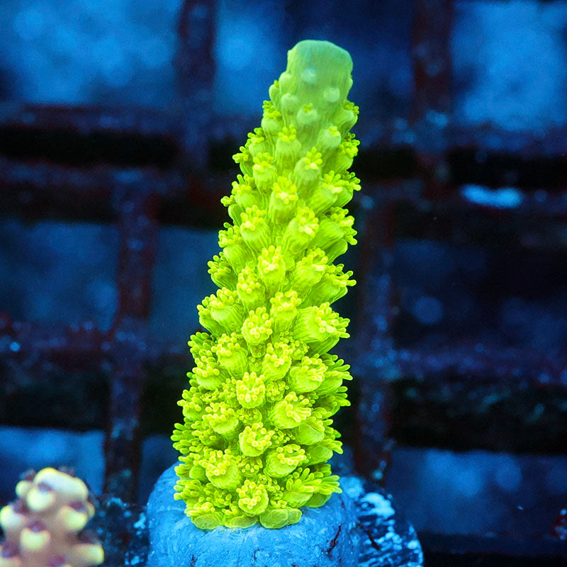 Ultra Green Slimer (Special)