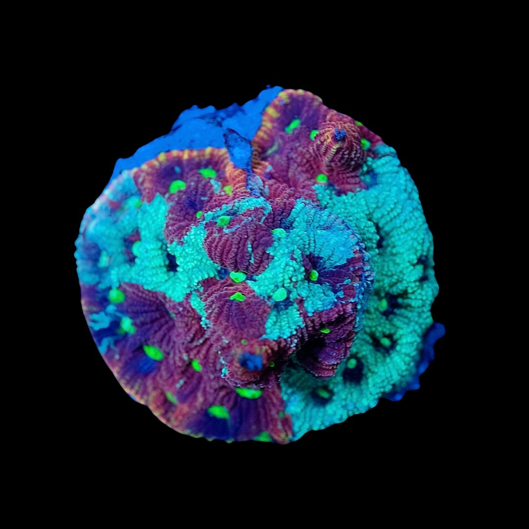 Blooded War Coral (Favites pentagona)