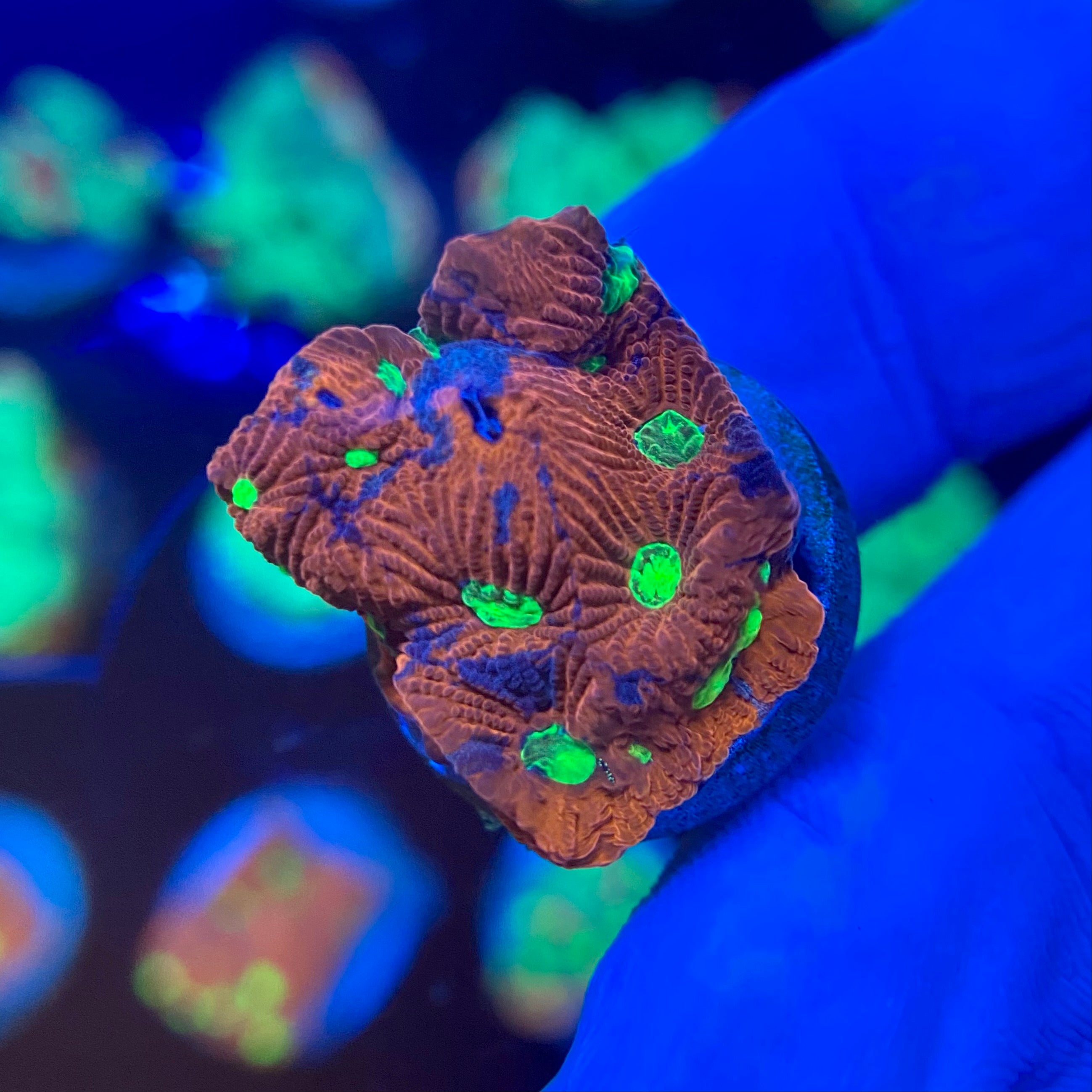 Circus War Coral (Favites pentagona)