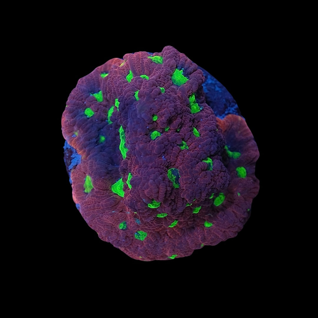 Dragon Eye War Coral (Favites pentagona)