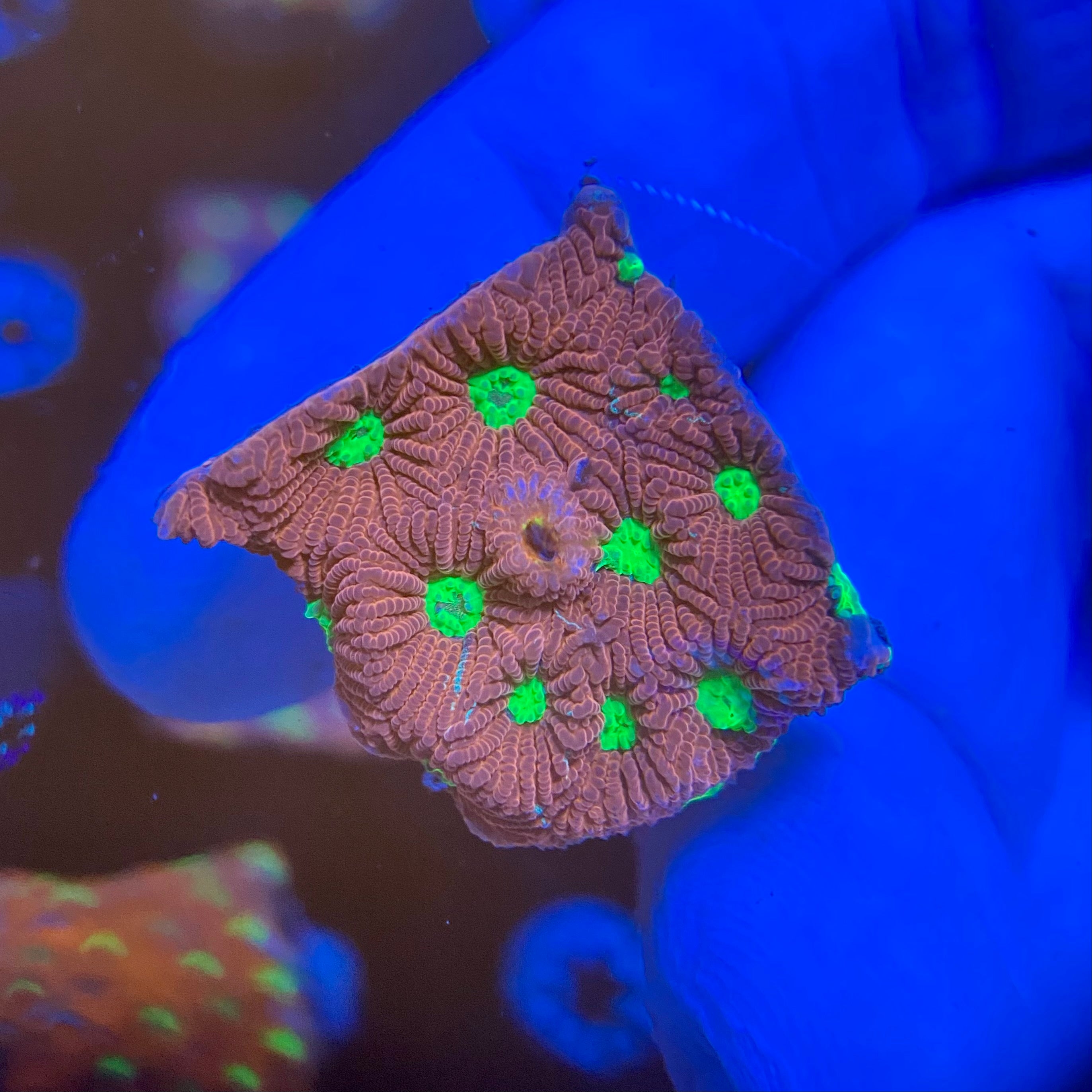 Pete's Dragon War Coral (Favites pentagona)