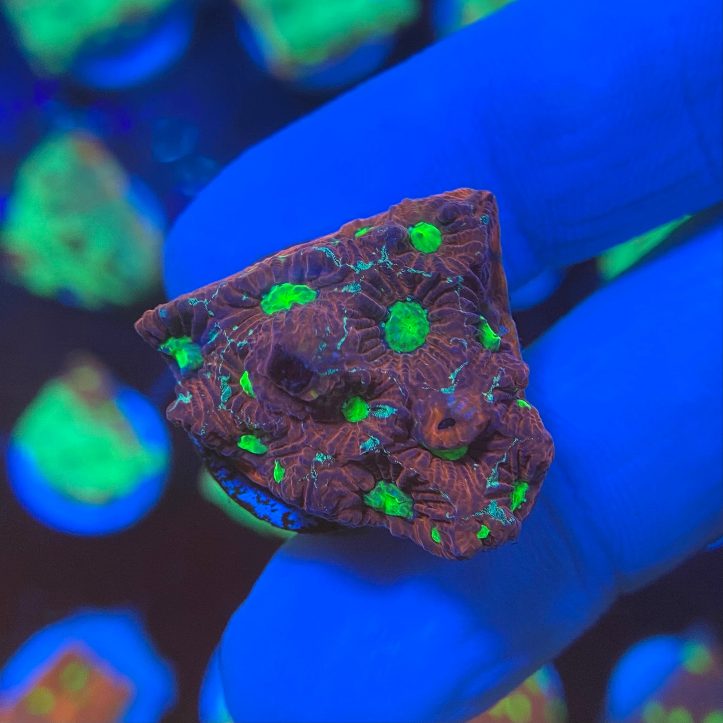 Devils Tear War Coral (Favites pentagona)