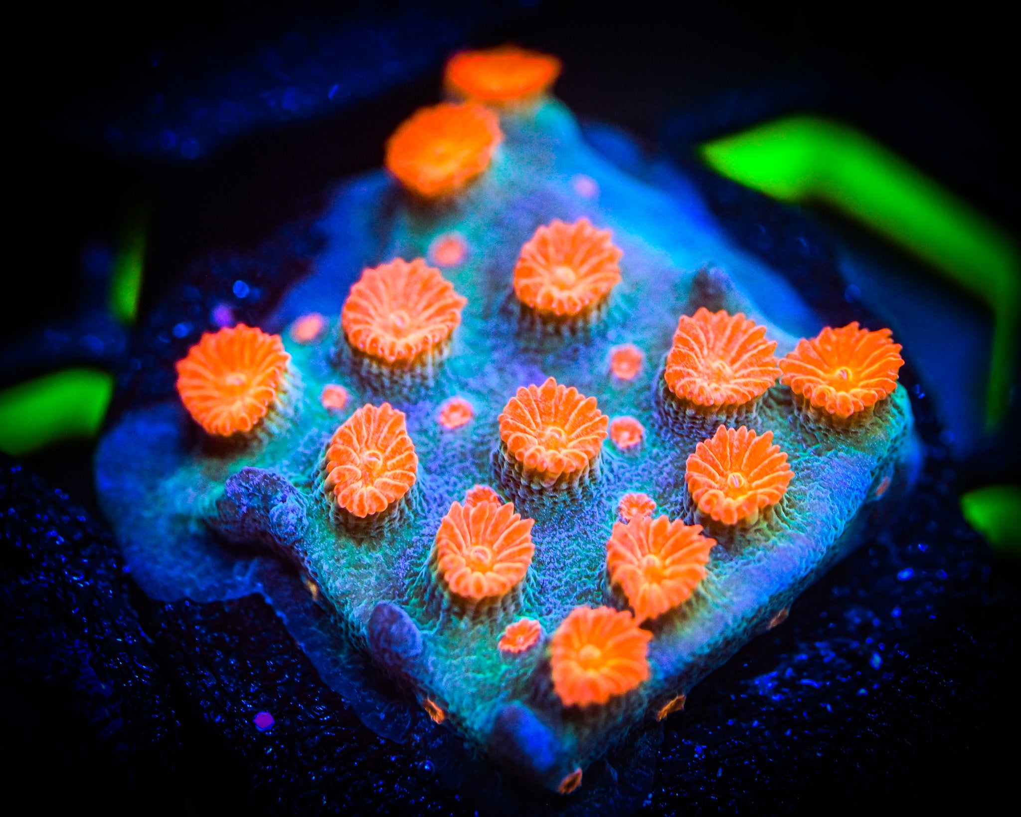 Cyphastrea sp.