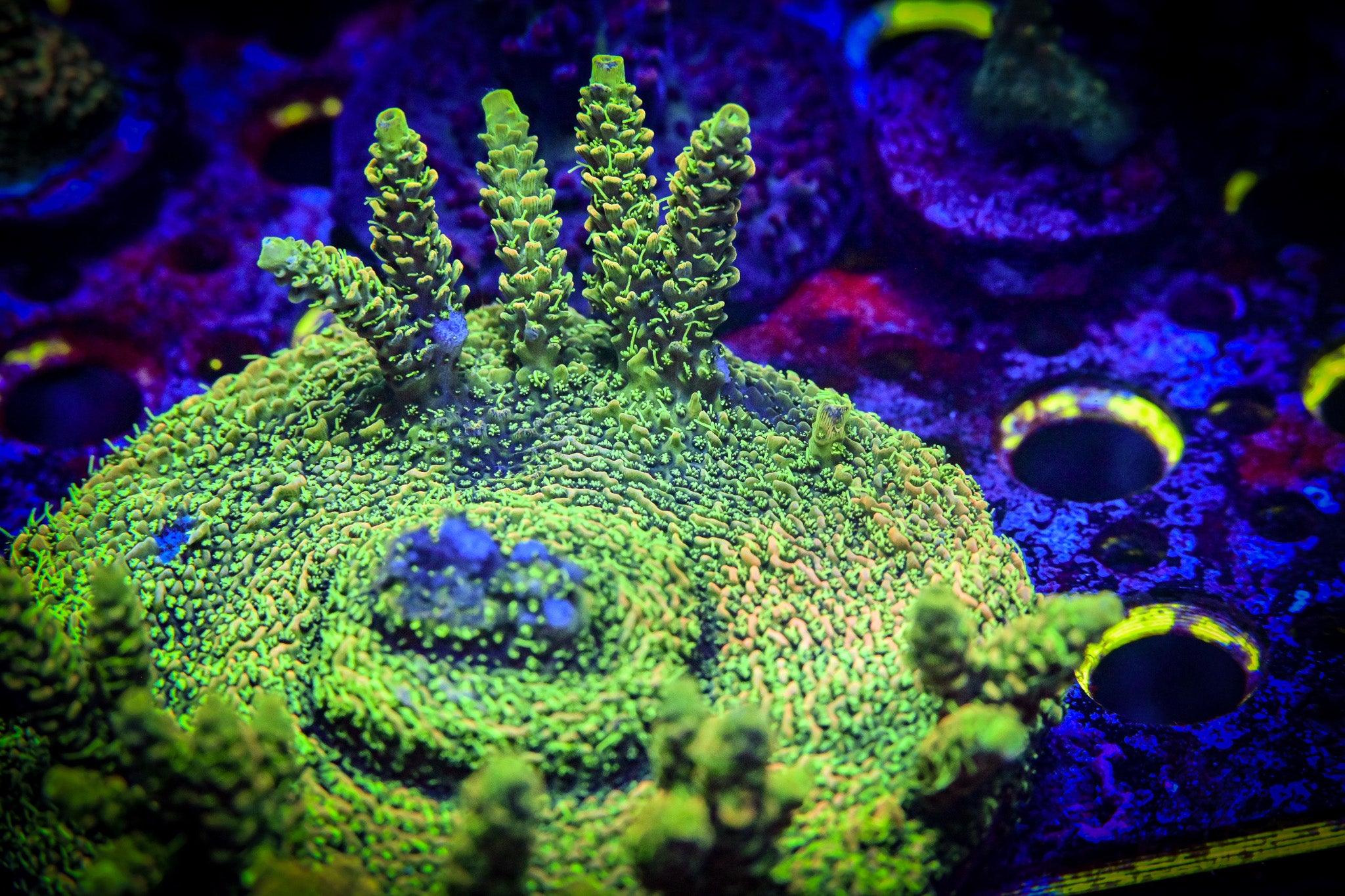 Acropora millepora