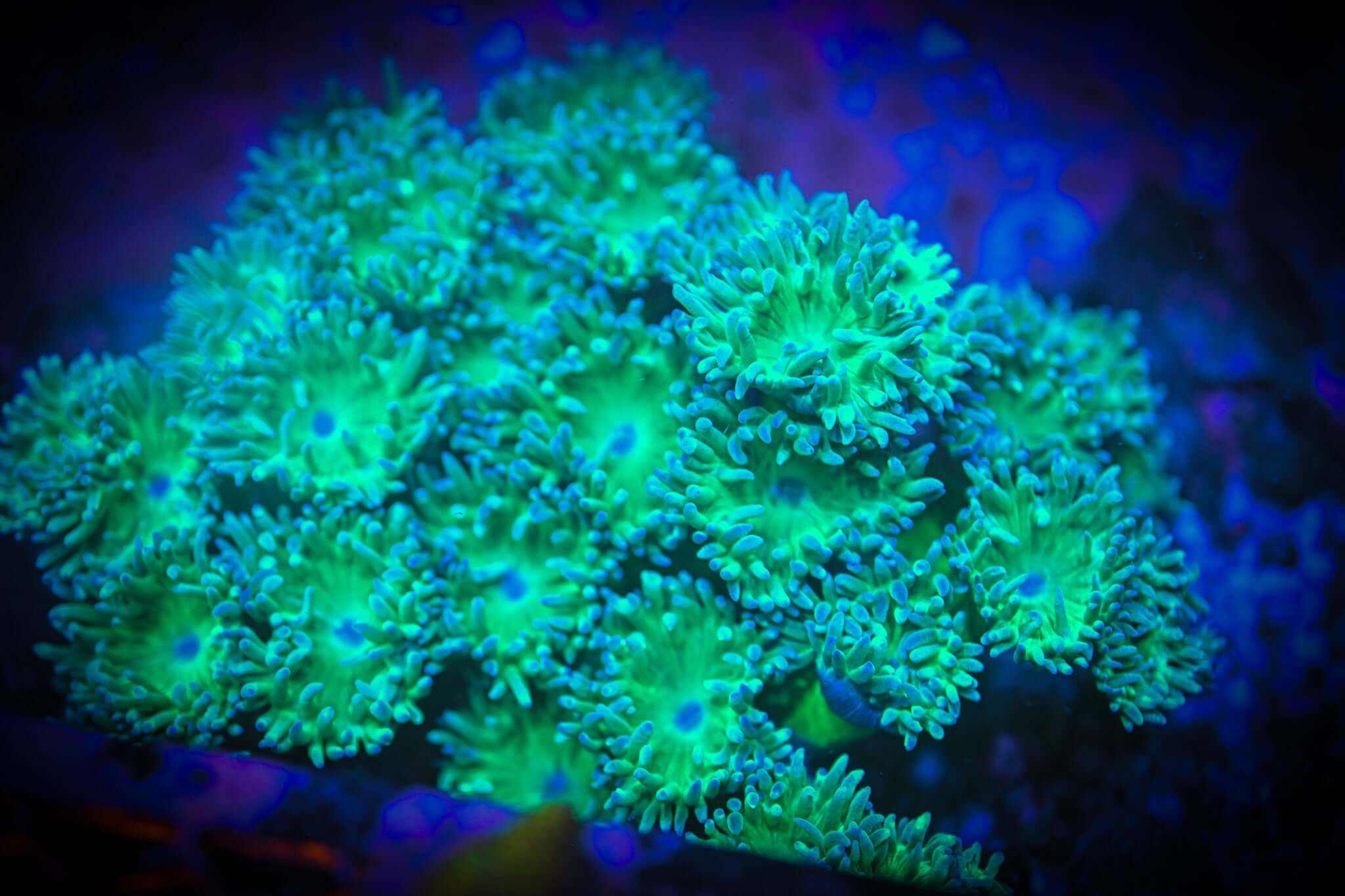 Duncanopsammia axifuga