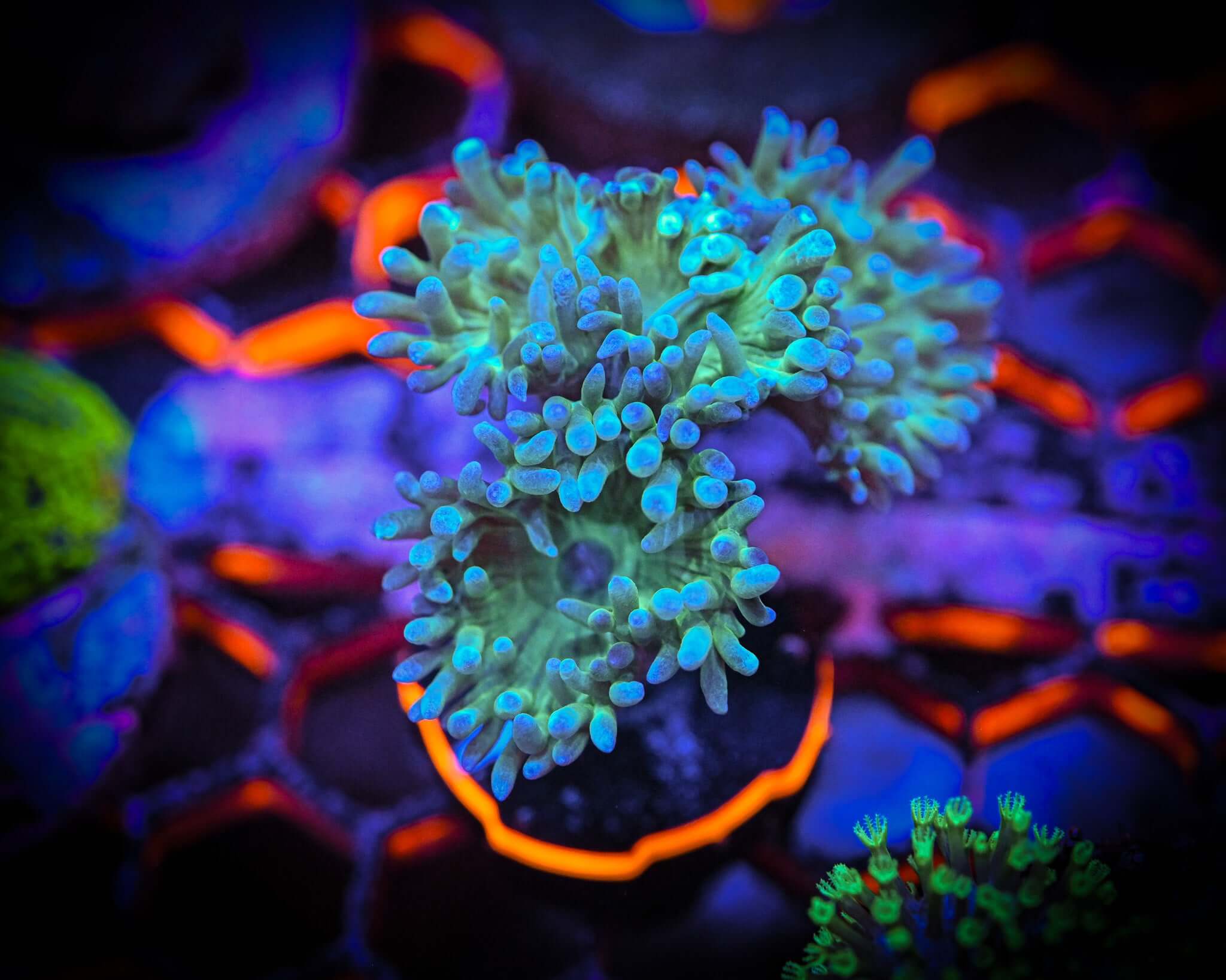 Duncanopsammia axifuga