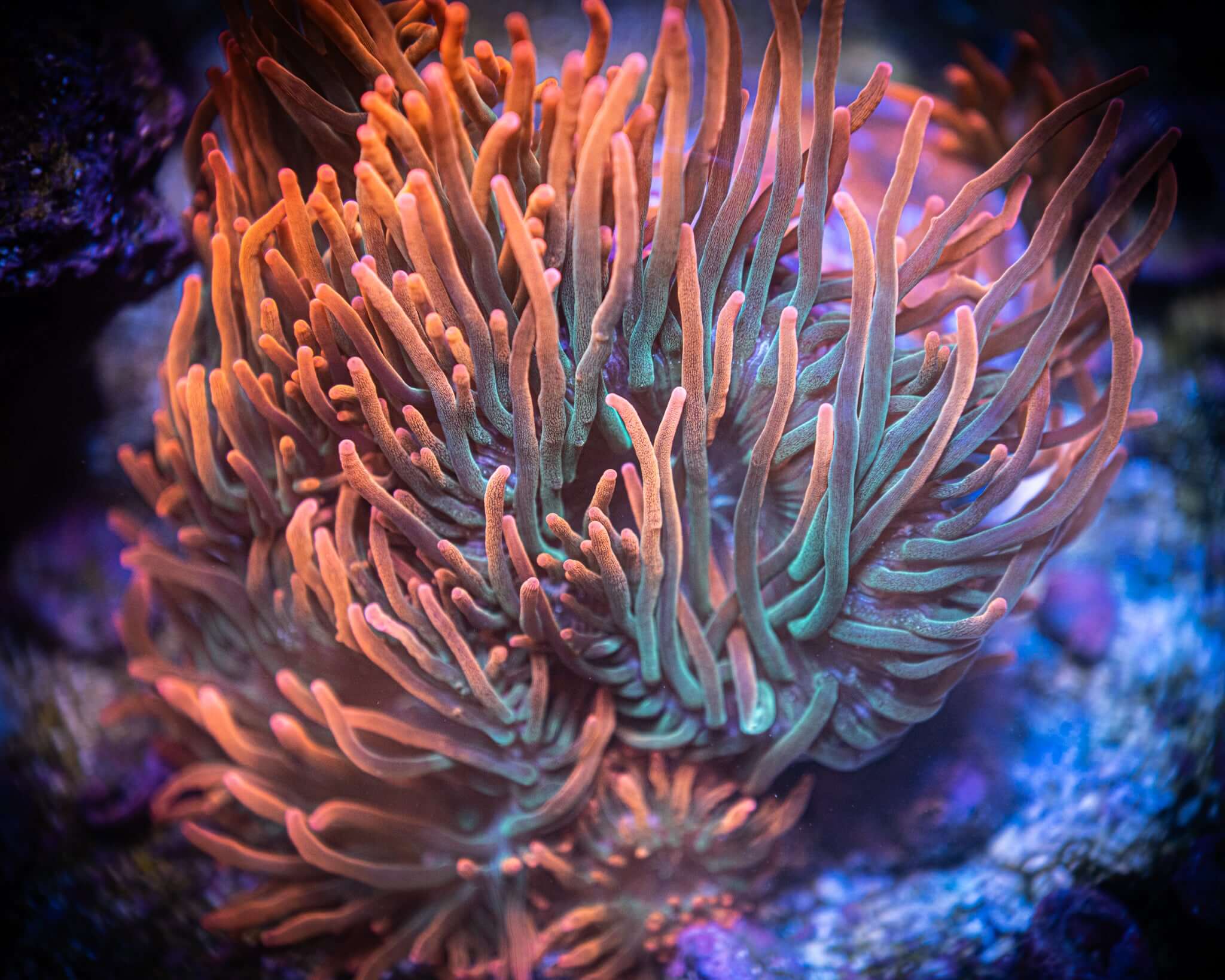 Entacmaea quadricolor
