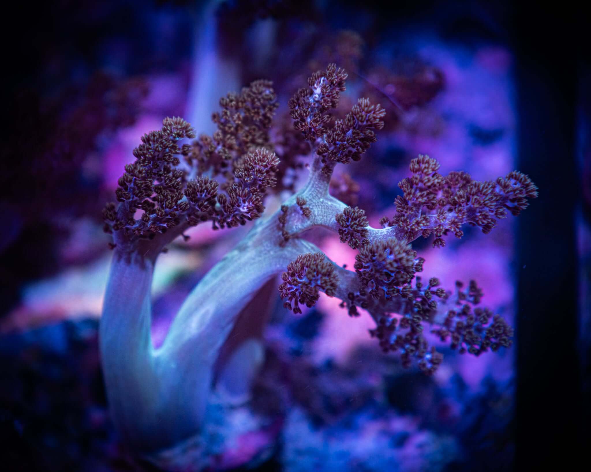 Capnella imbricata