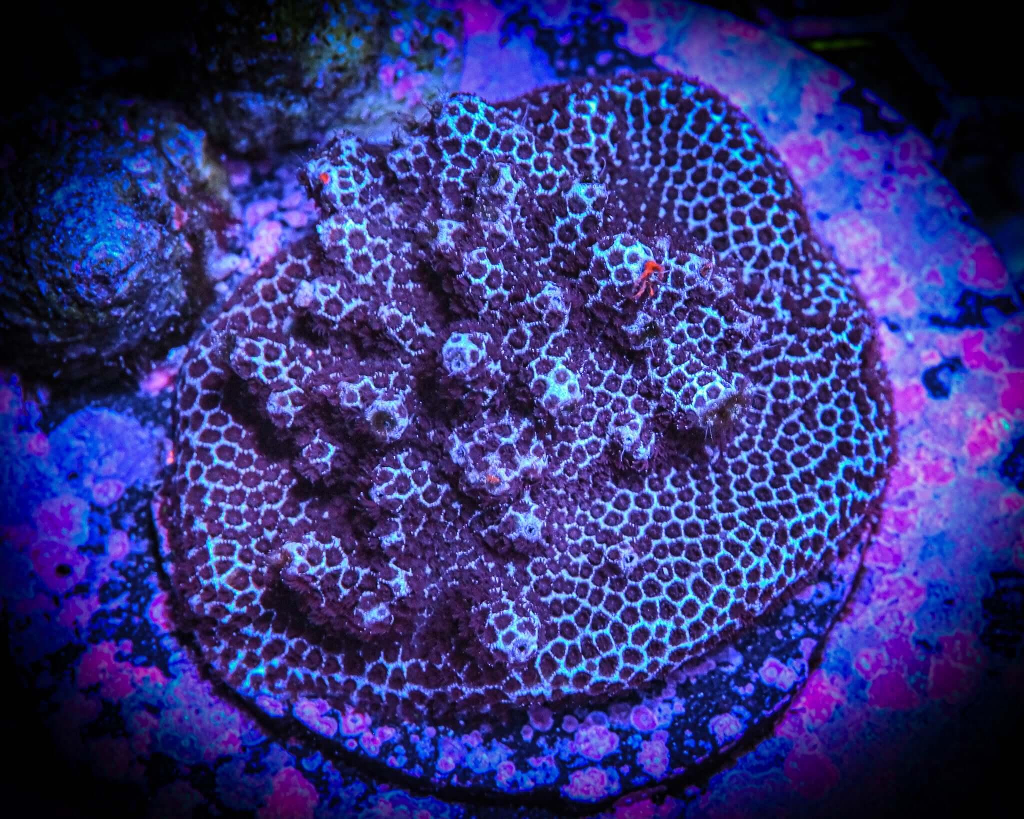 Porites cylindrica