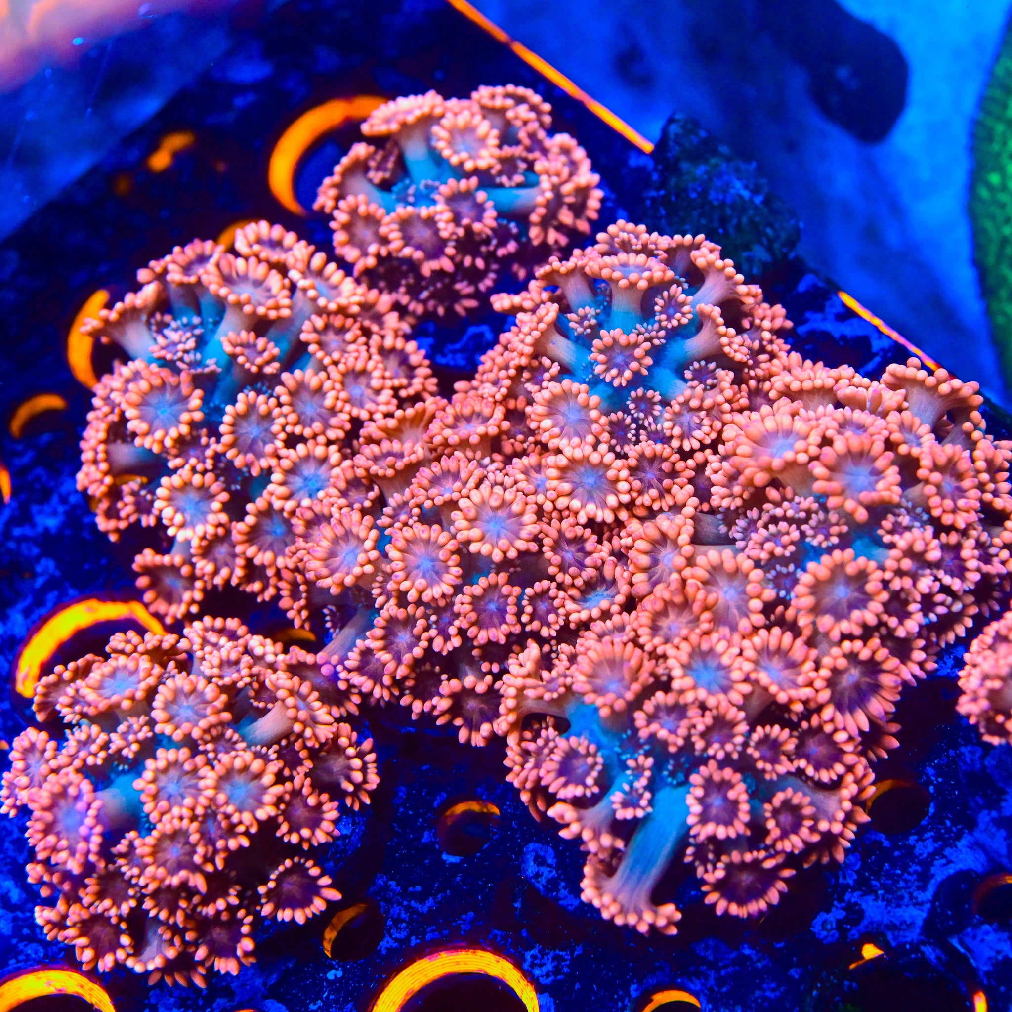 Goniopora
