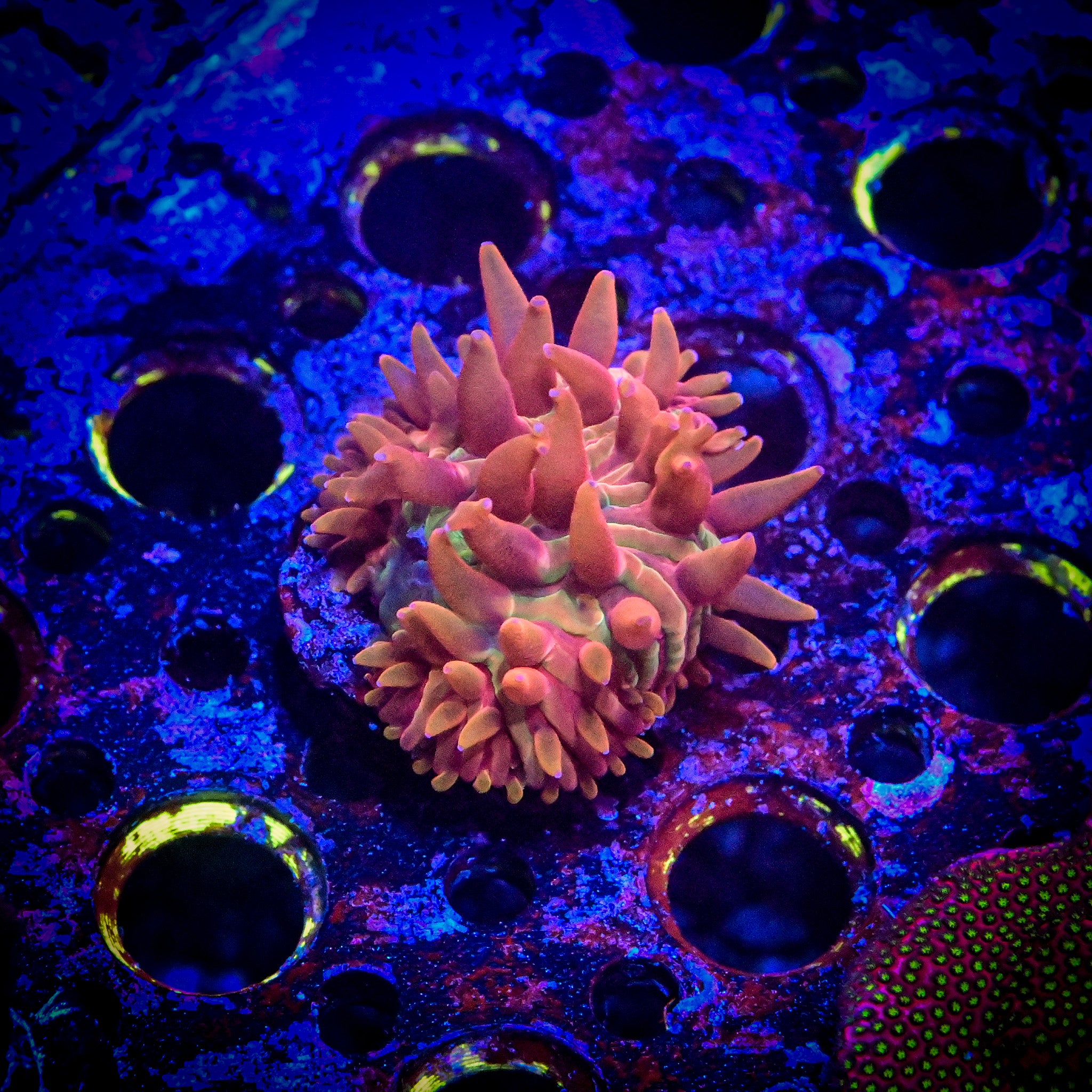 Fungia repanda