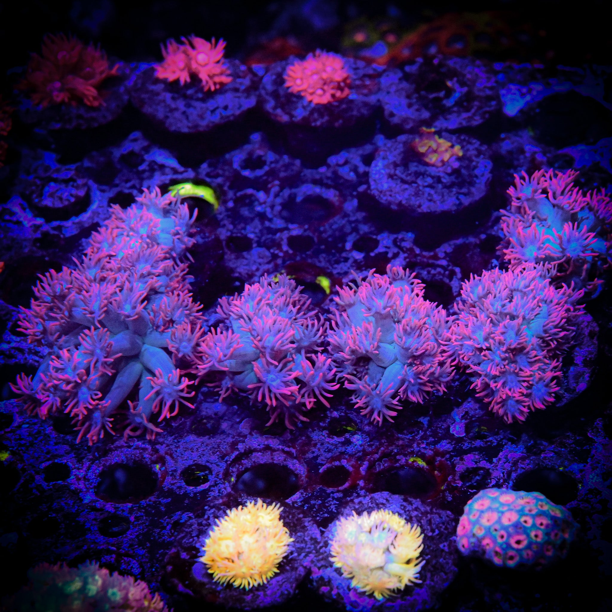Goniopora djiboutiensis