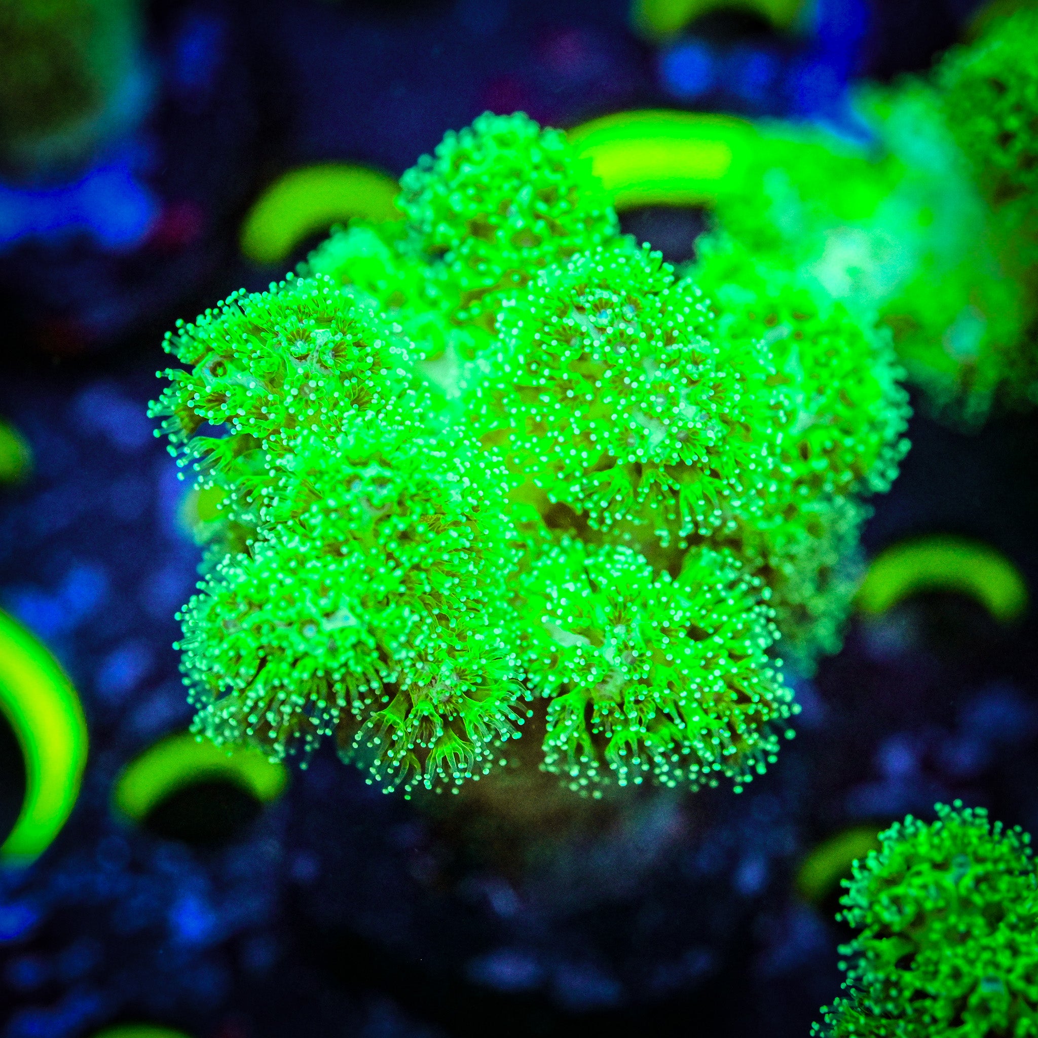 RC Neon Green Pocillopora *WYSIWYG*