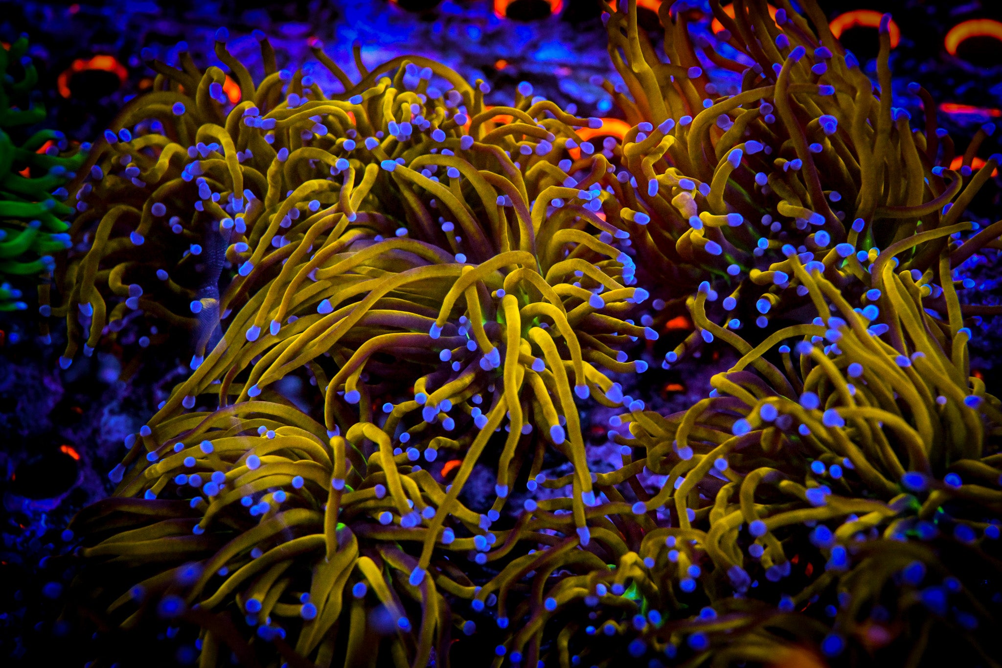 Euphyllia glabrescens