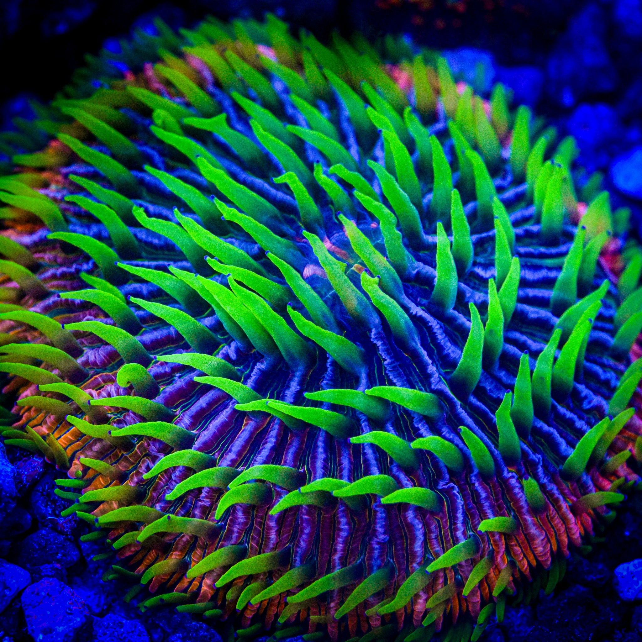 Strange Encounters Rainbow Fungia Frag