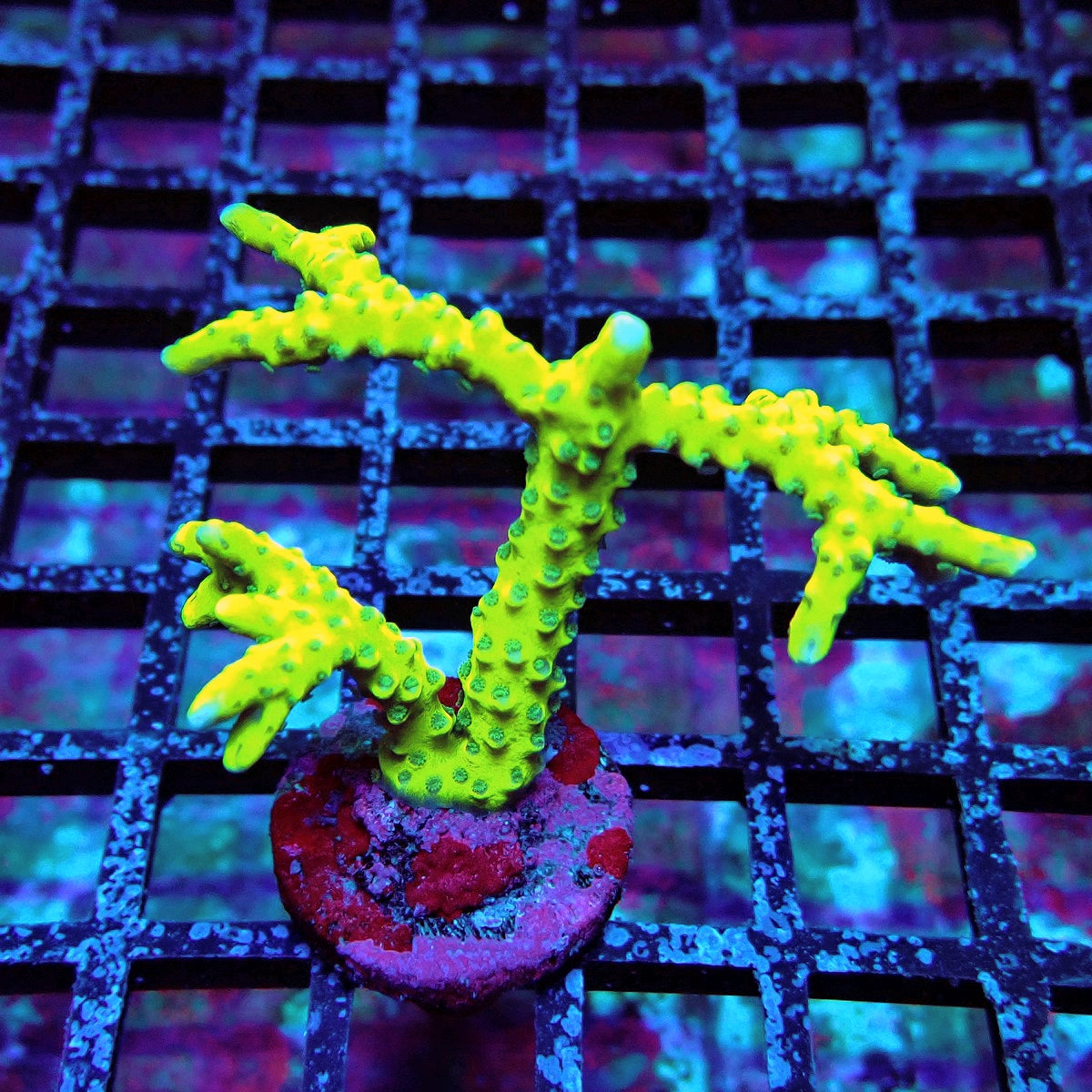 Anacropora Mustard Monti
