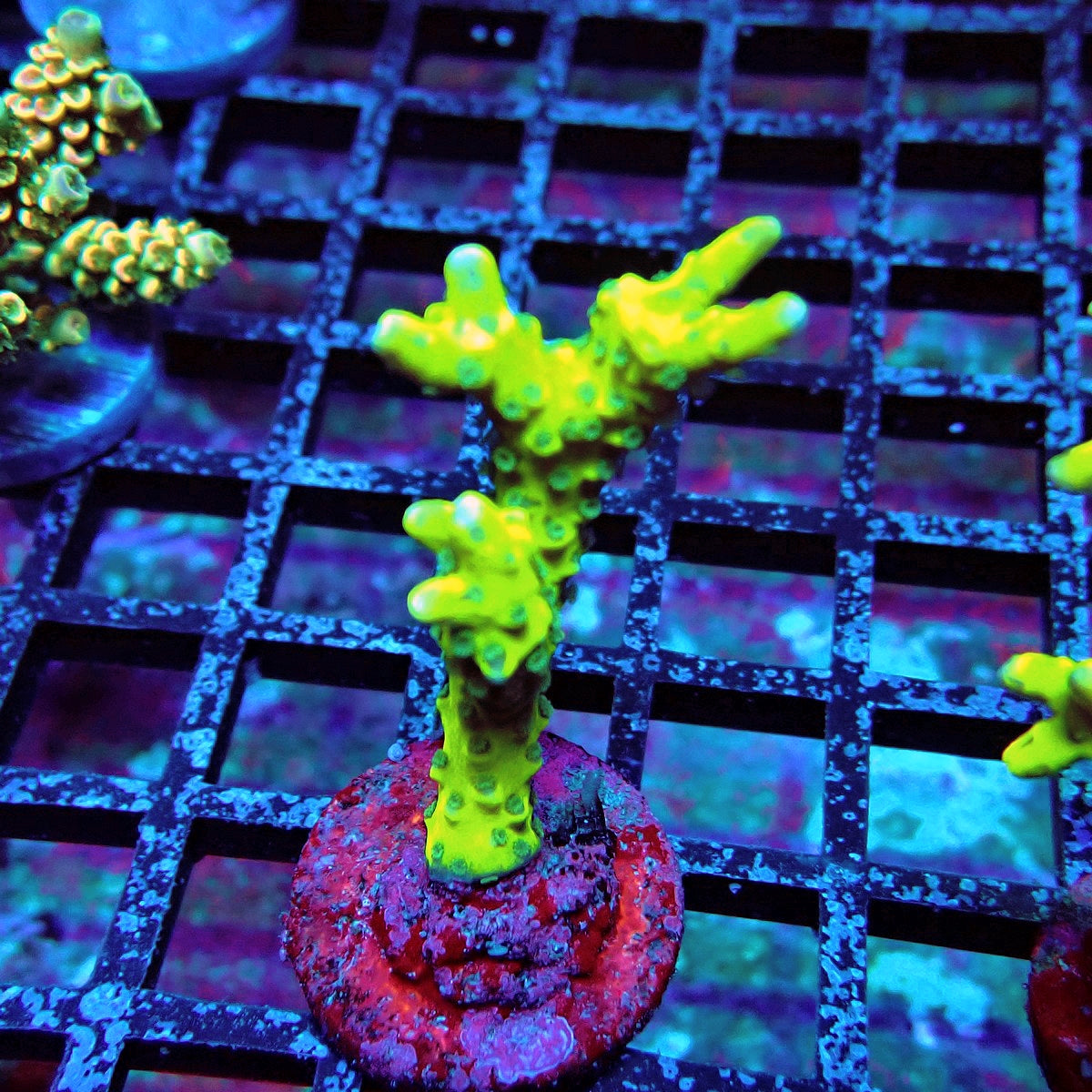 Anacropora Mustard Monti