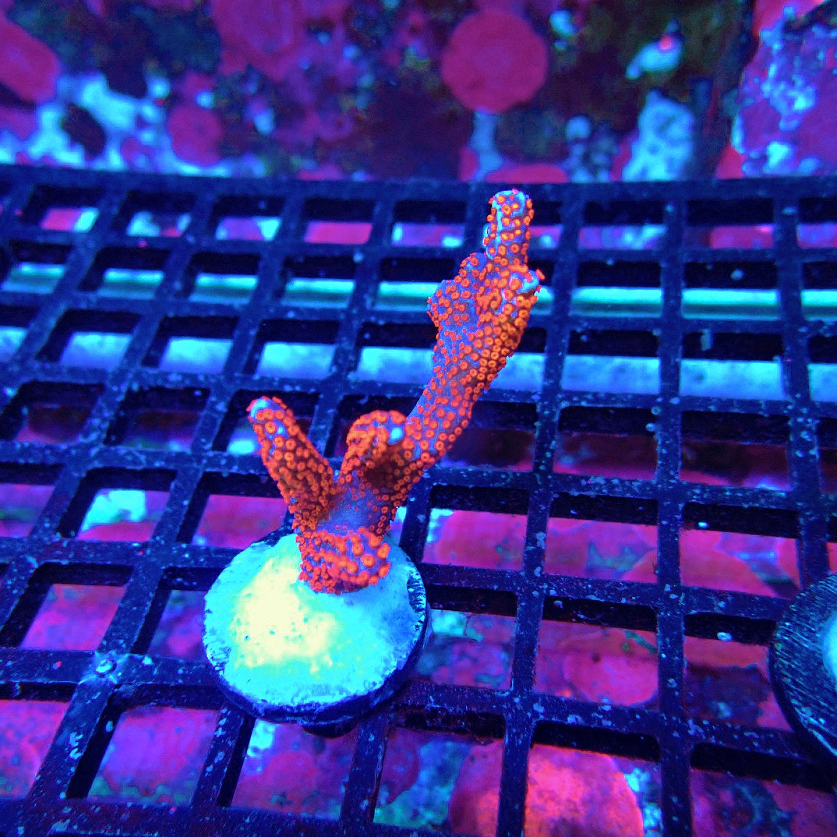 Montipora Setosa Colony