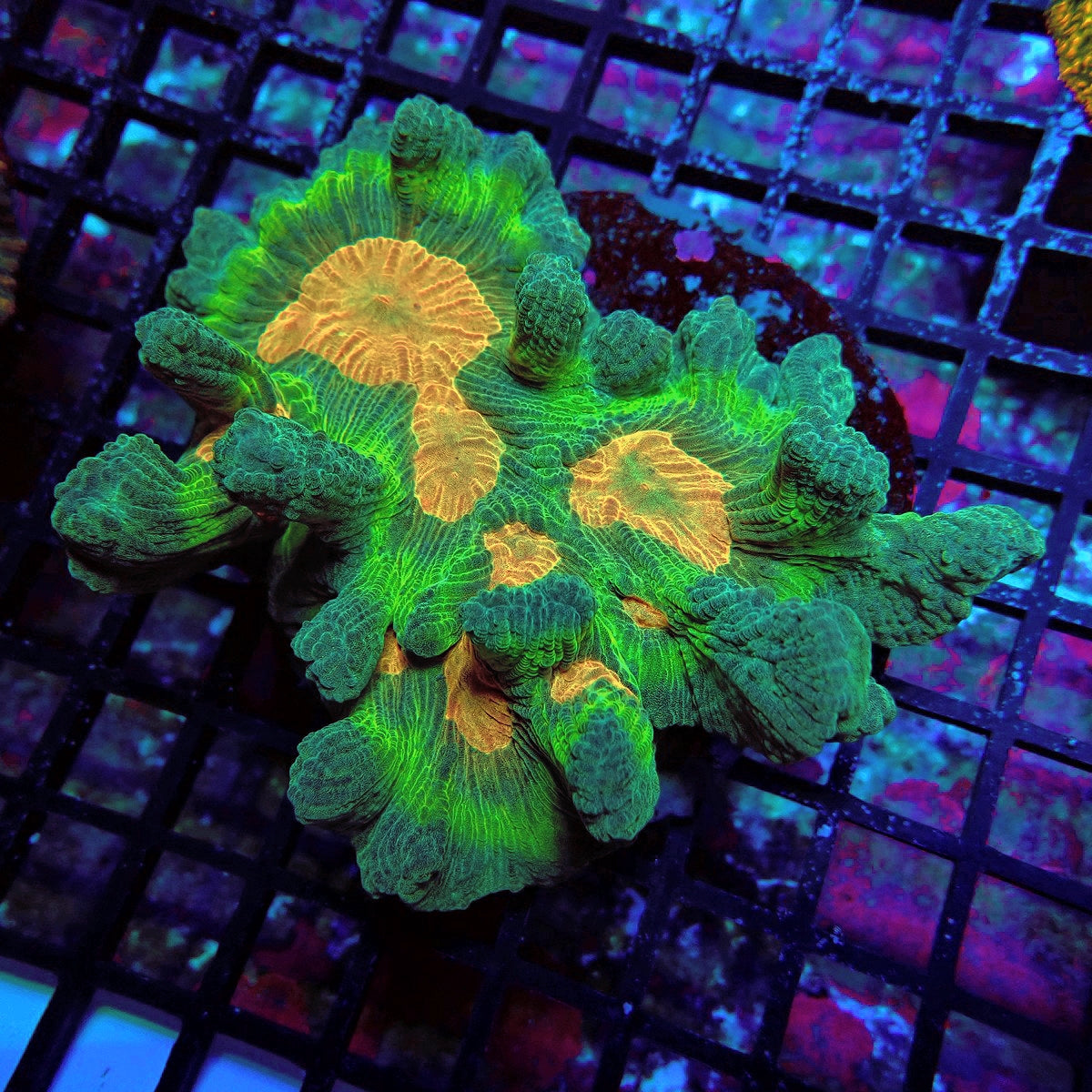 Pectinia Premium Colony