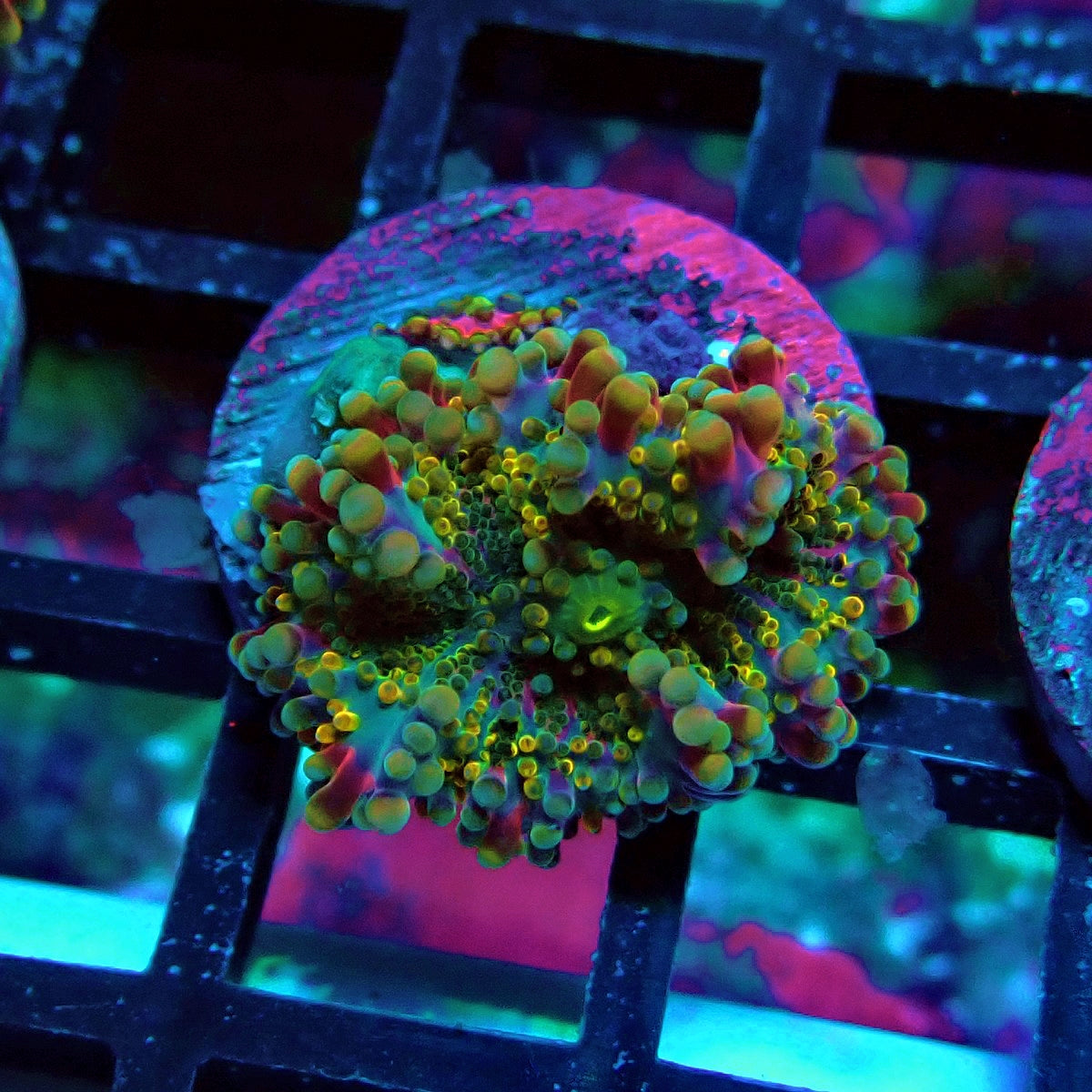 Ricordea Yuma Tricolor Mushroom