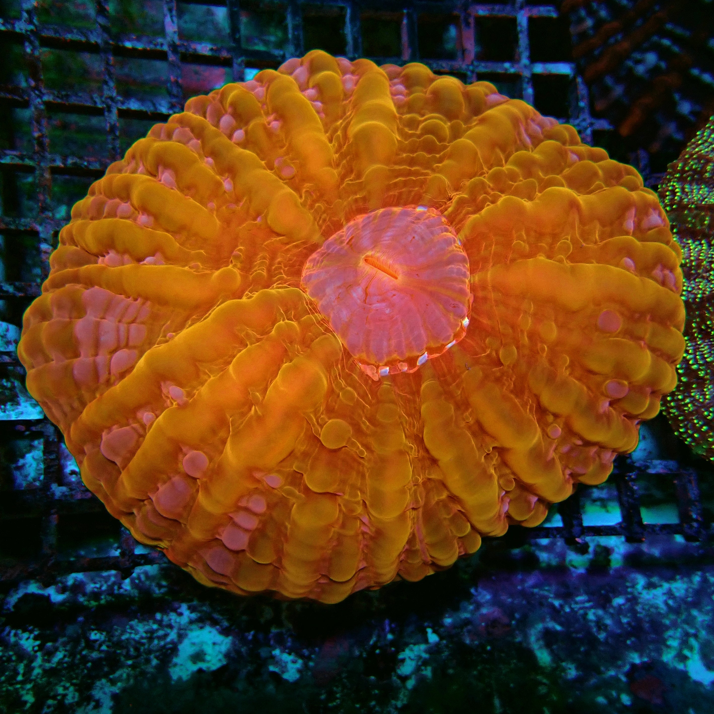 Indophyllia Gold