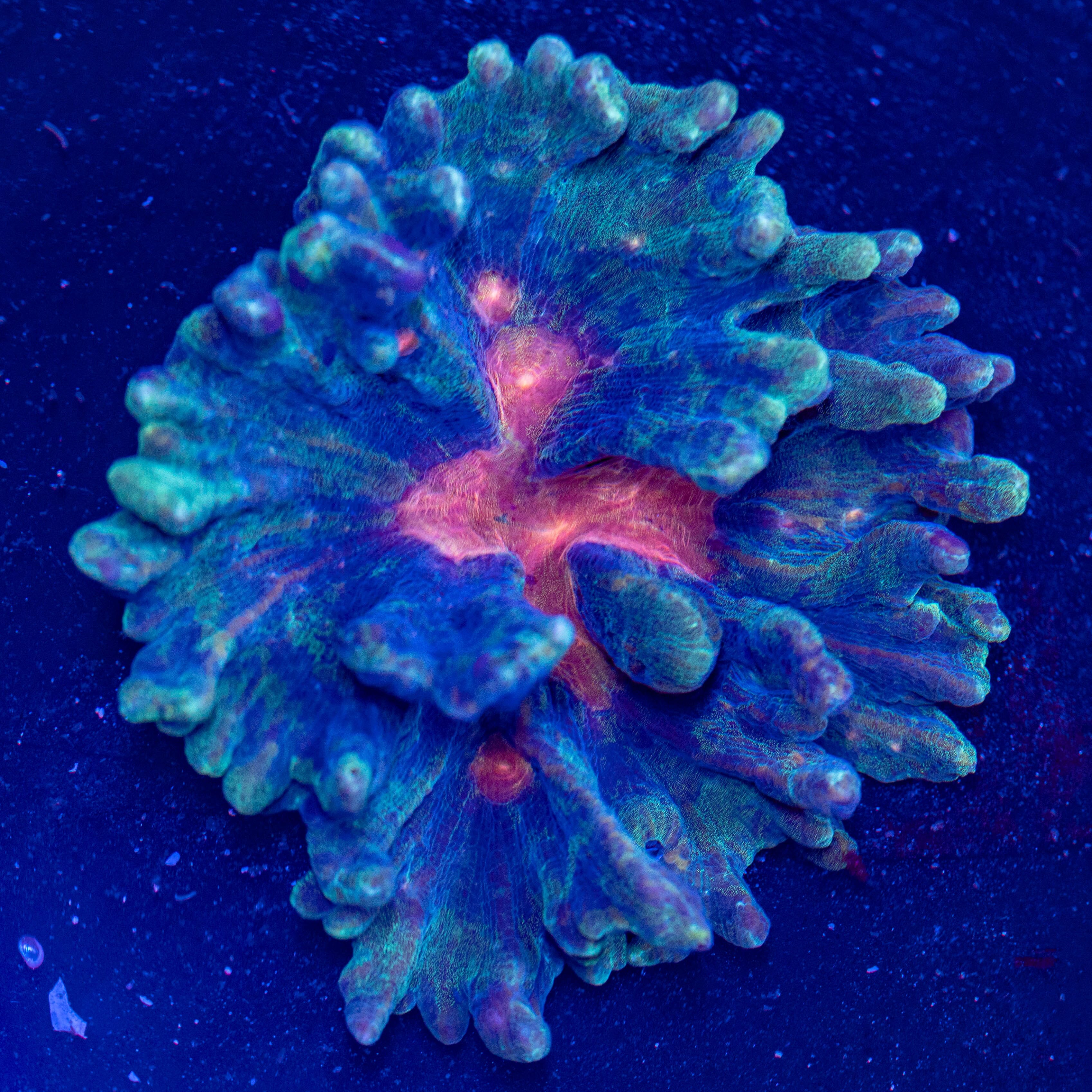 Rainbow Pectinia Colony - WYSIWYG