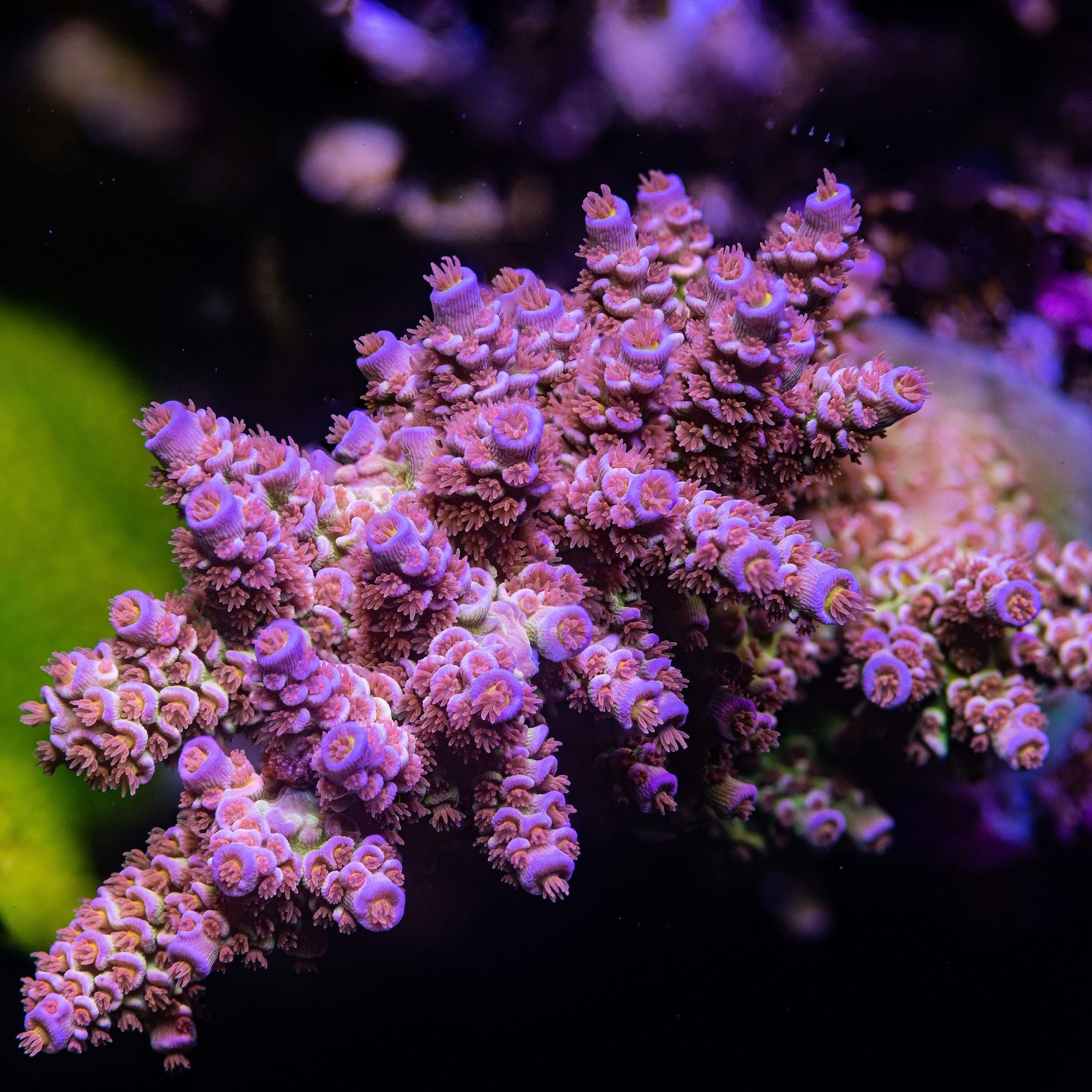 Cherry Bomb Acropora tenuis