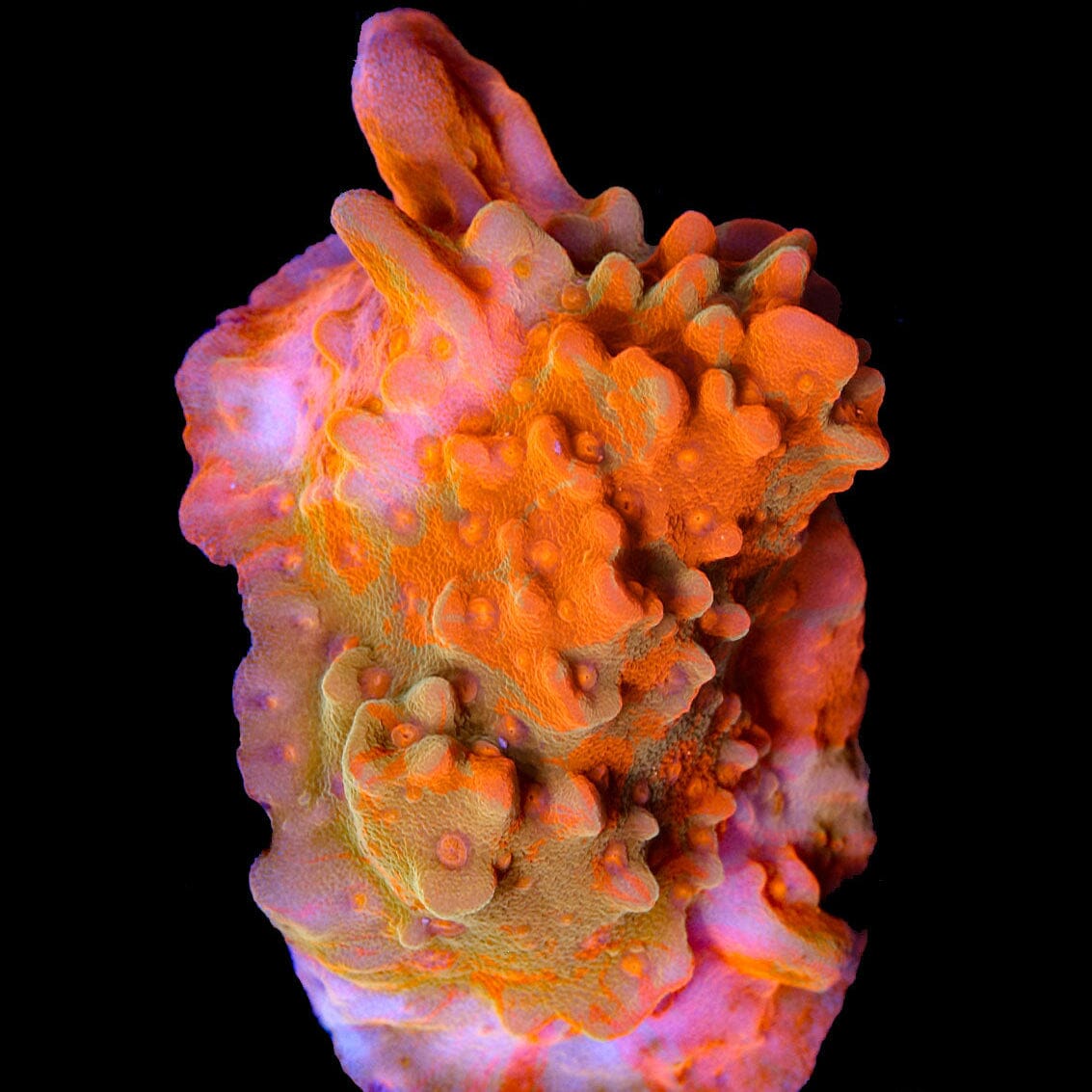 Grafted Montipora Setosa