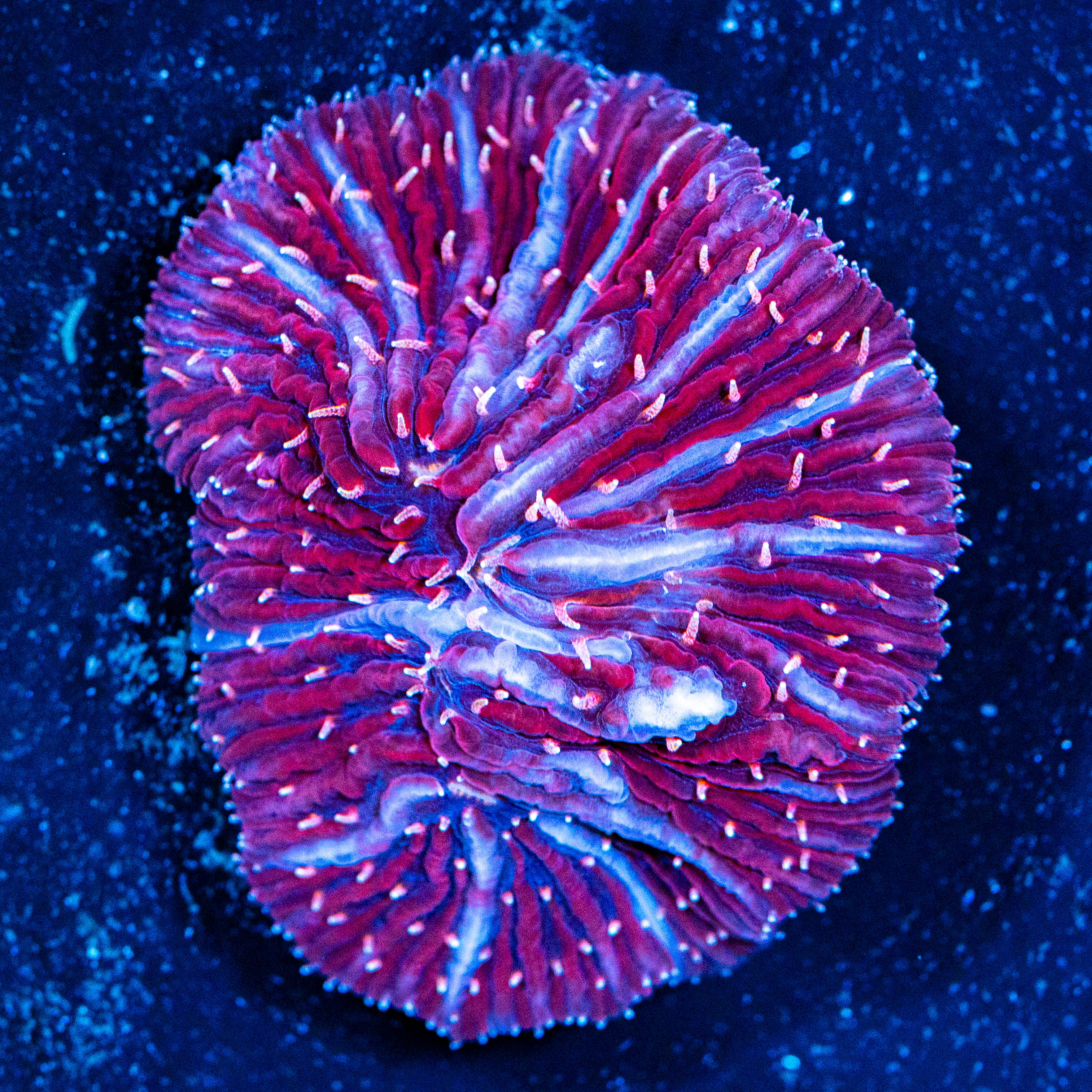 Snowberry Diaseris Plate Coral - WYSIWYG