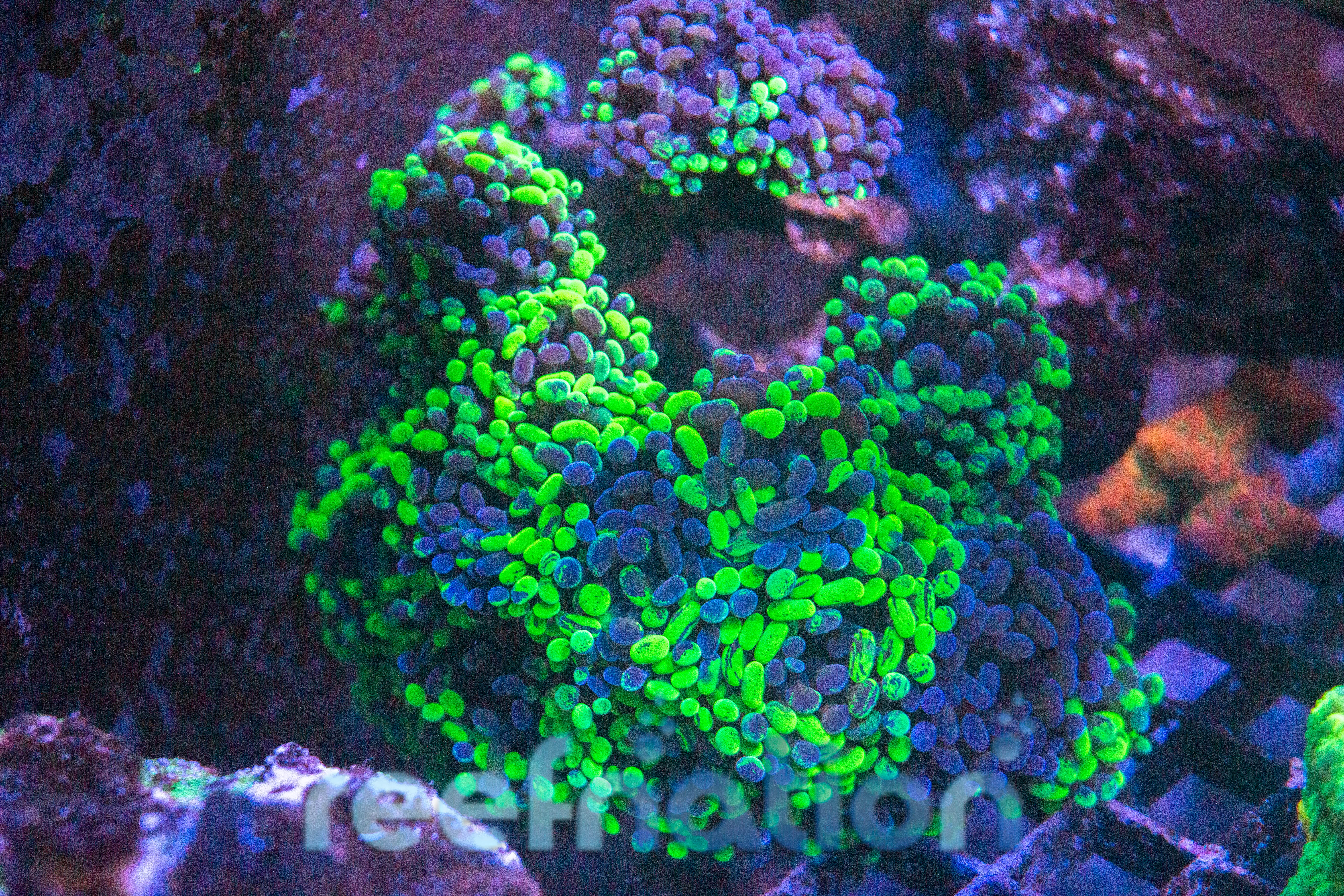 Euphyllia