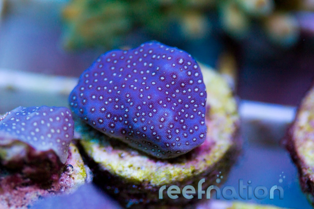 Porites cylindrica