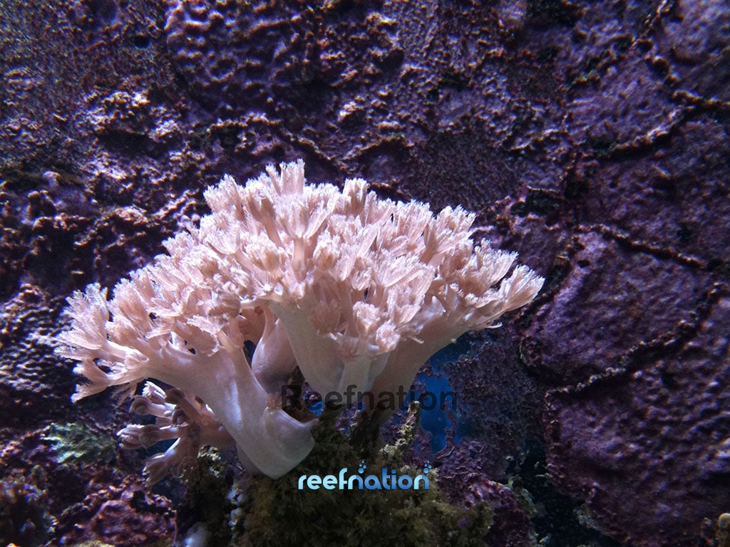 Pulsing Xenia