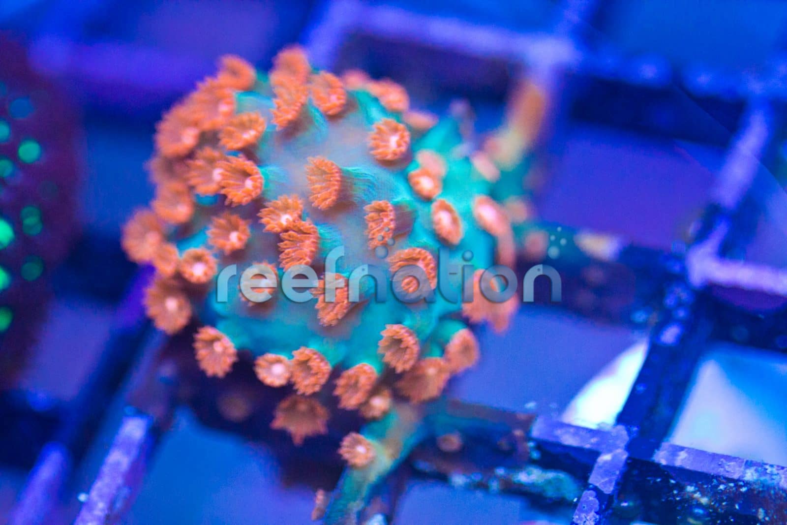 Cyphastrea sp.