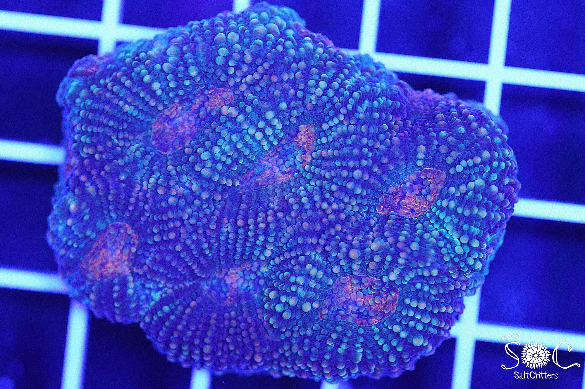 Acanthastrea Echinata Coral Colony 20