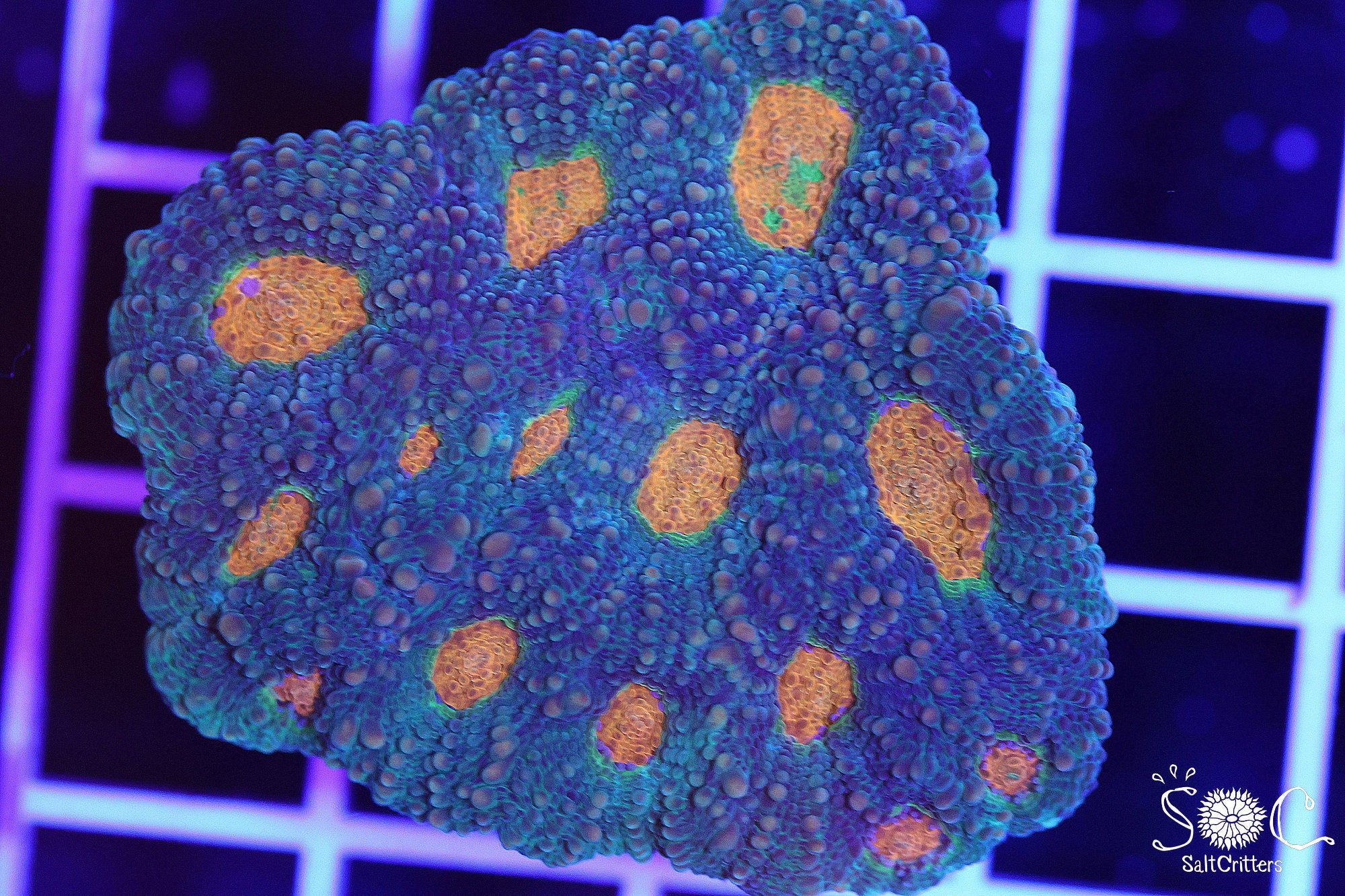 Acanthastrea Echinata Coral Colony 54