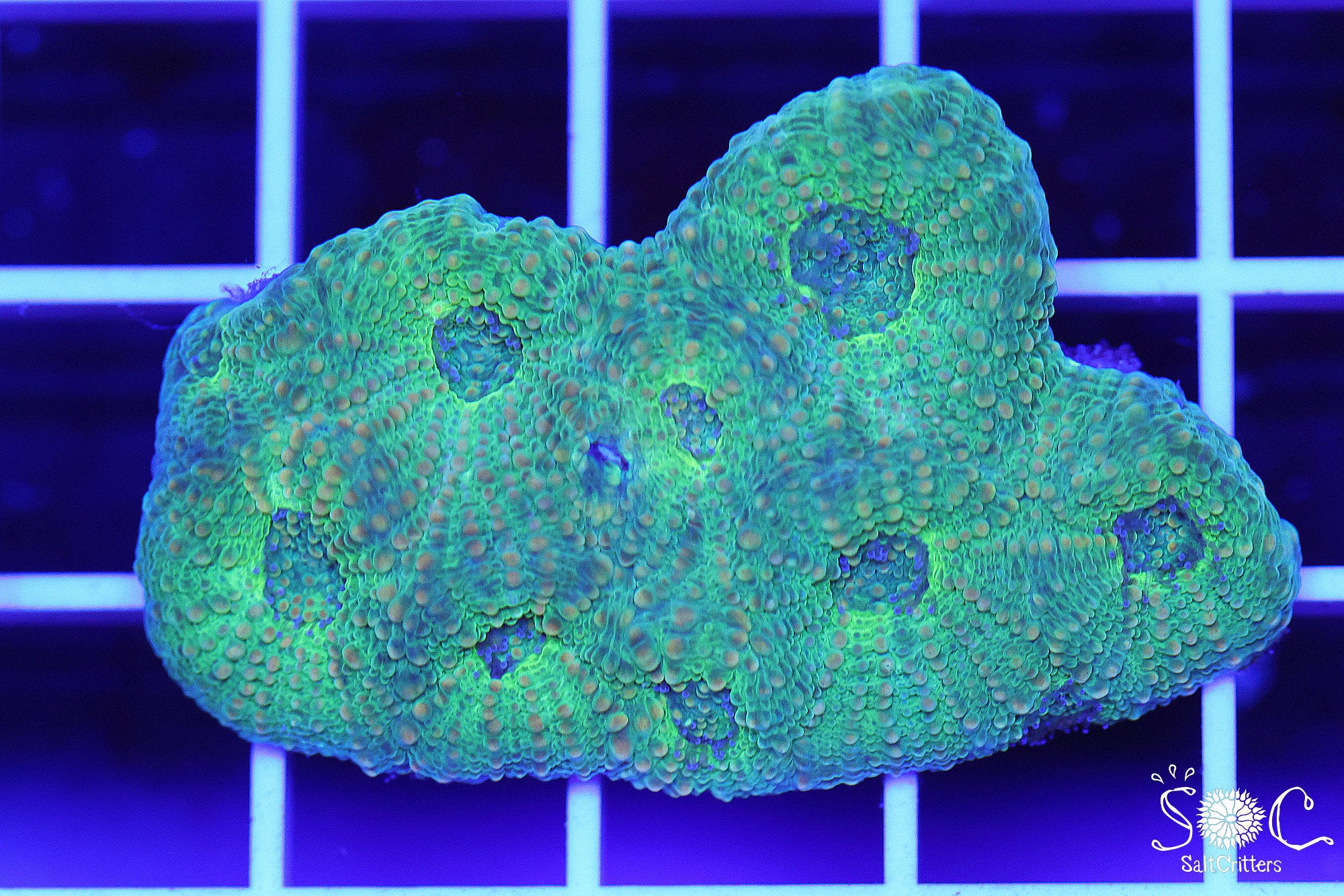 Acanthastrea Echinata Coral Colony 57