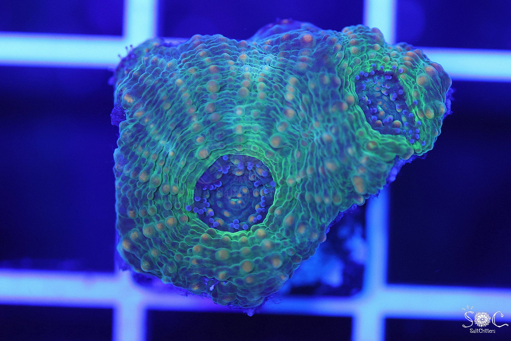 Acanthastrea Echinata Coral F11