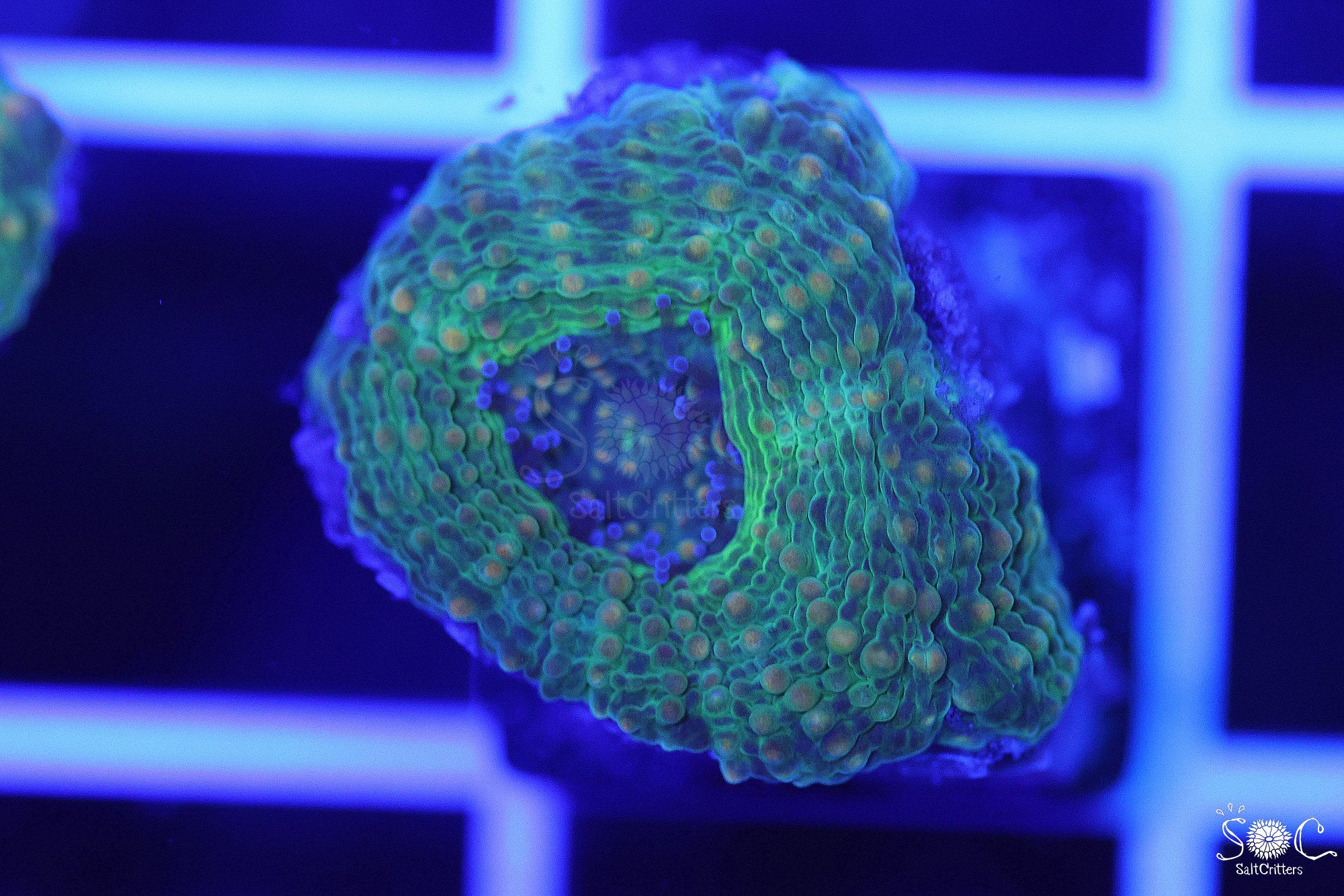 Acanthastrea Echinata Coral F12