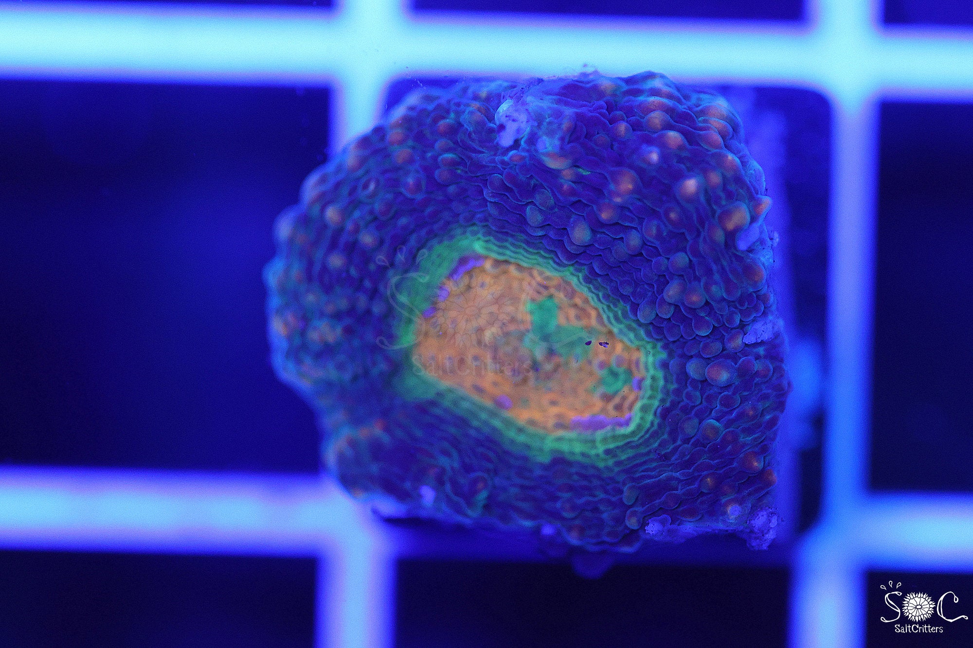 Acanthastrea Echinata Coral F13