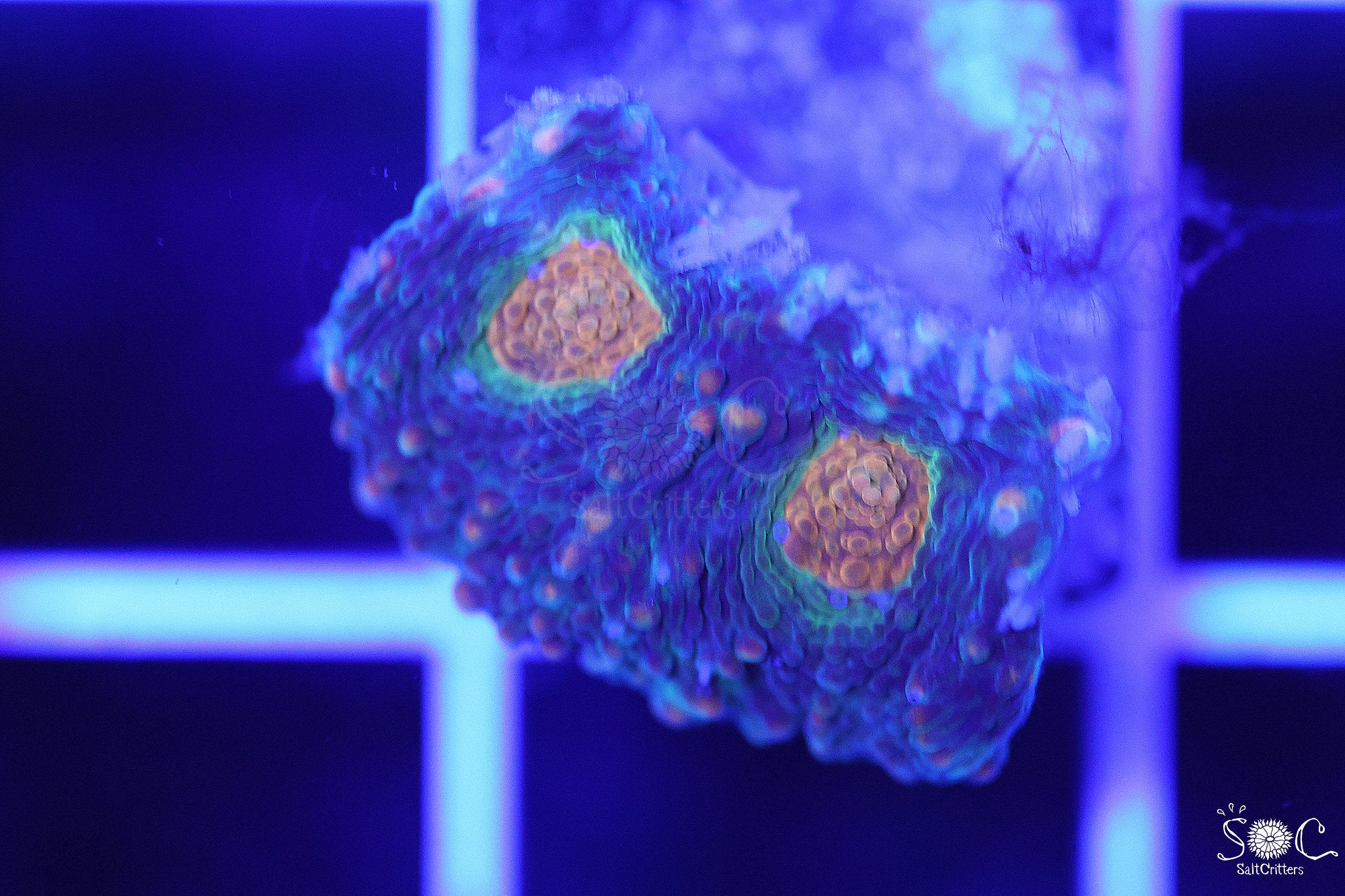 Acanthastrea Echinata Coral F16