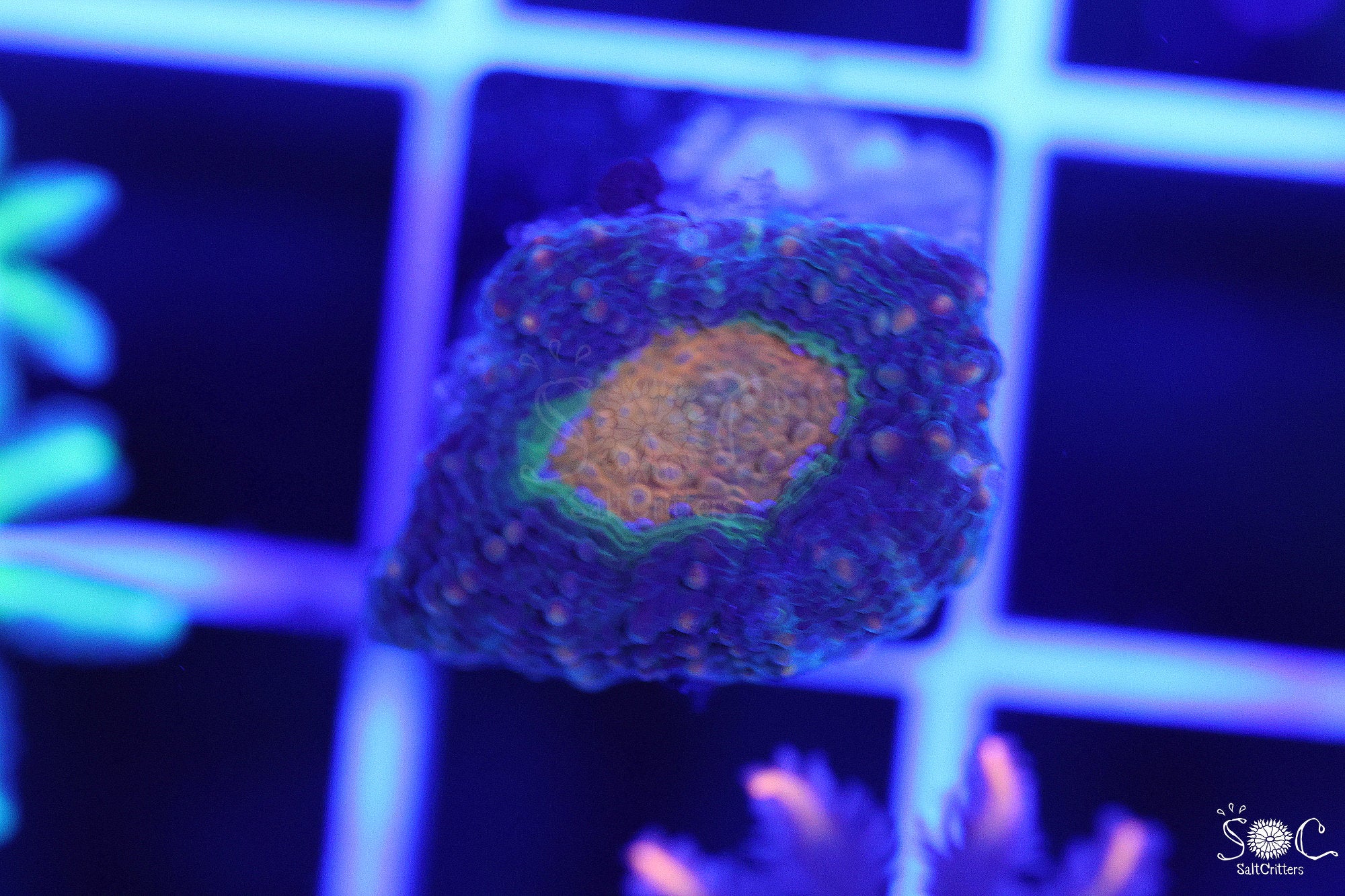 Acanthastrea Echinata Coral F22