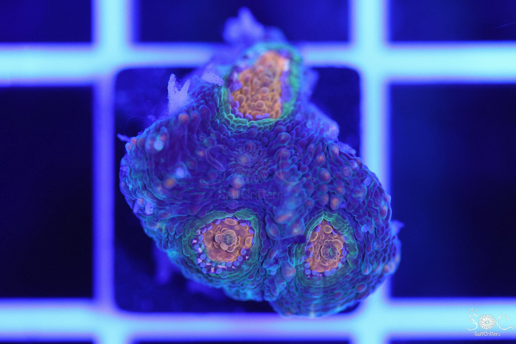 Acanthastrea Echinata Coral F61