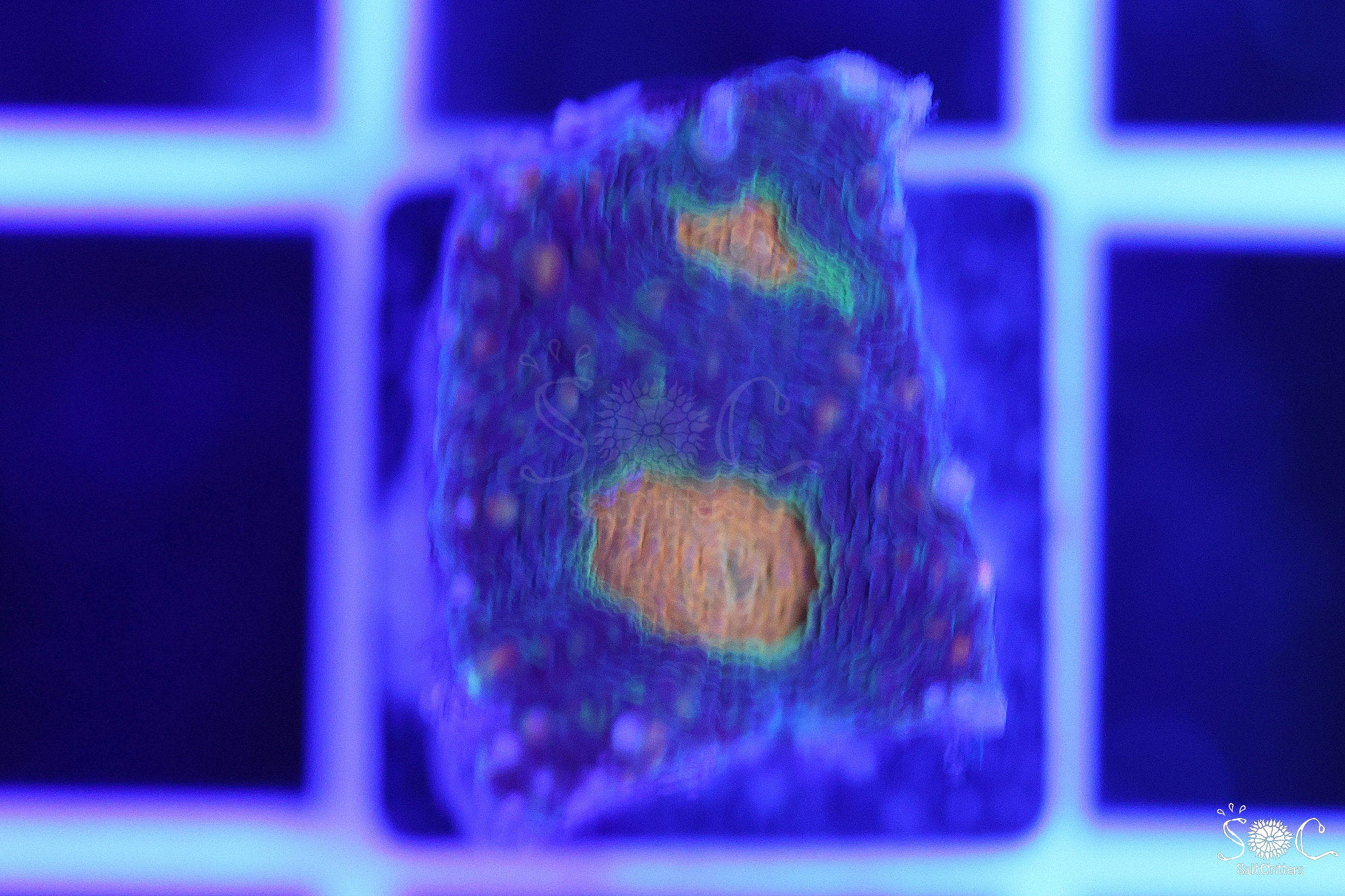 Acanthastrea Echinata Coral F62