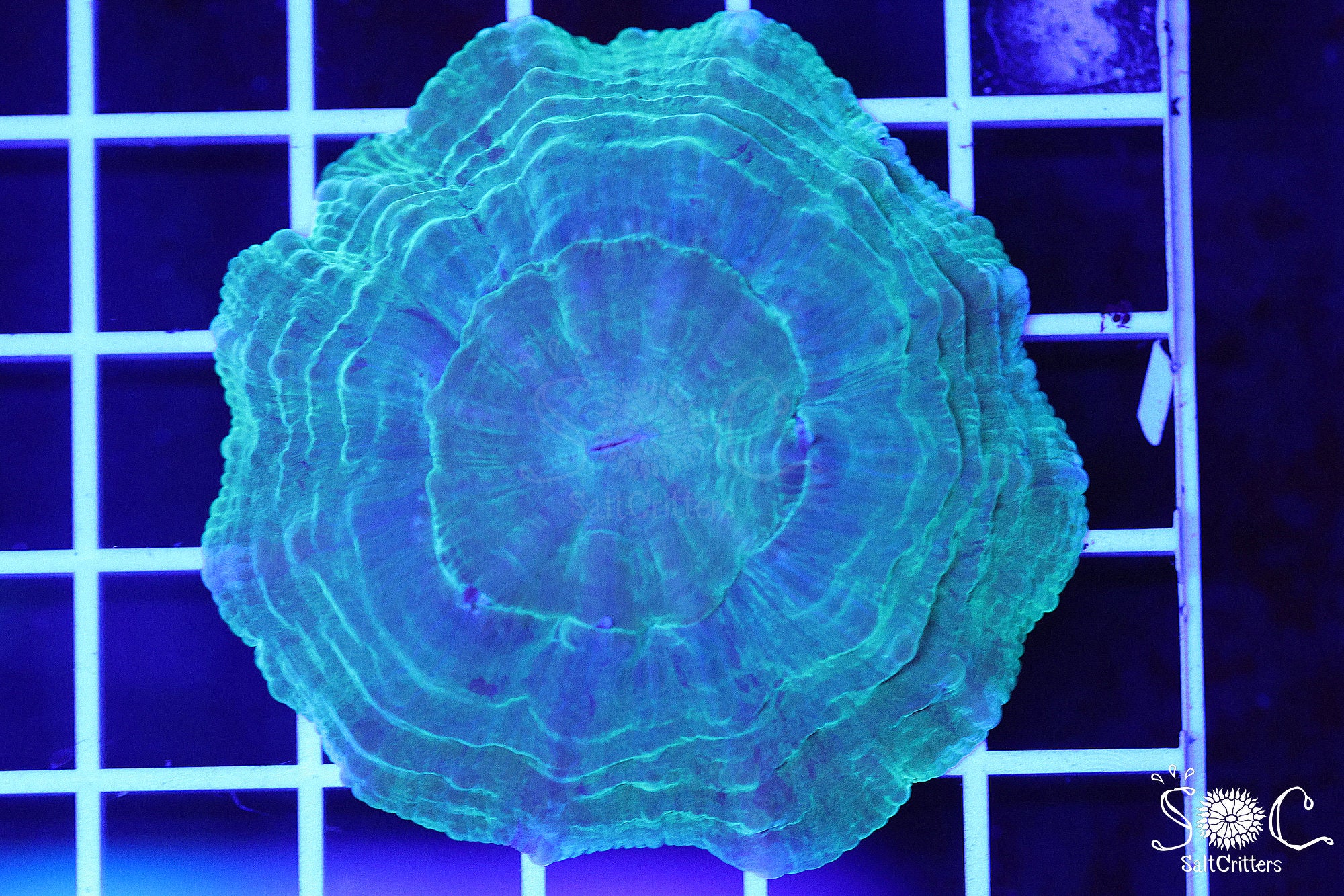 Acanthophyllia Coral 42