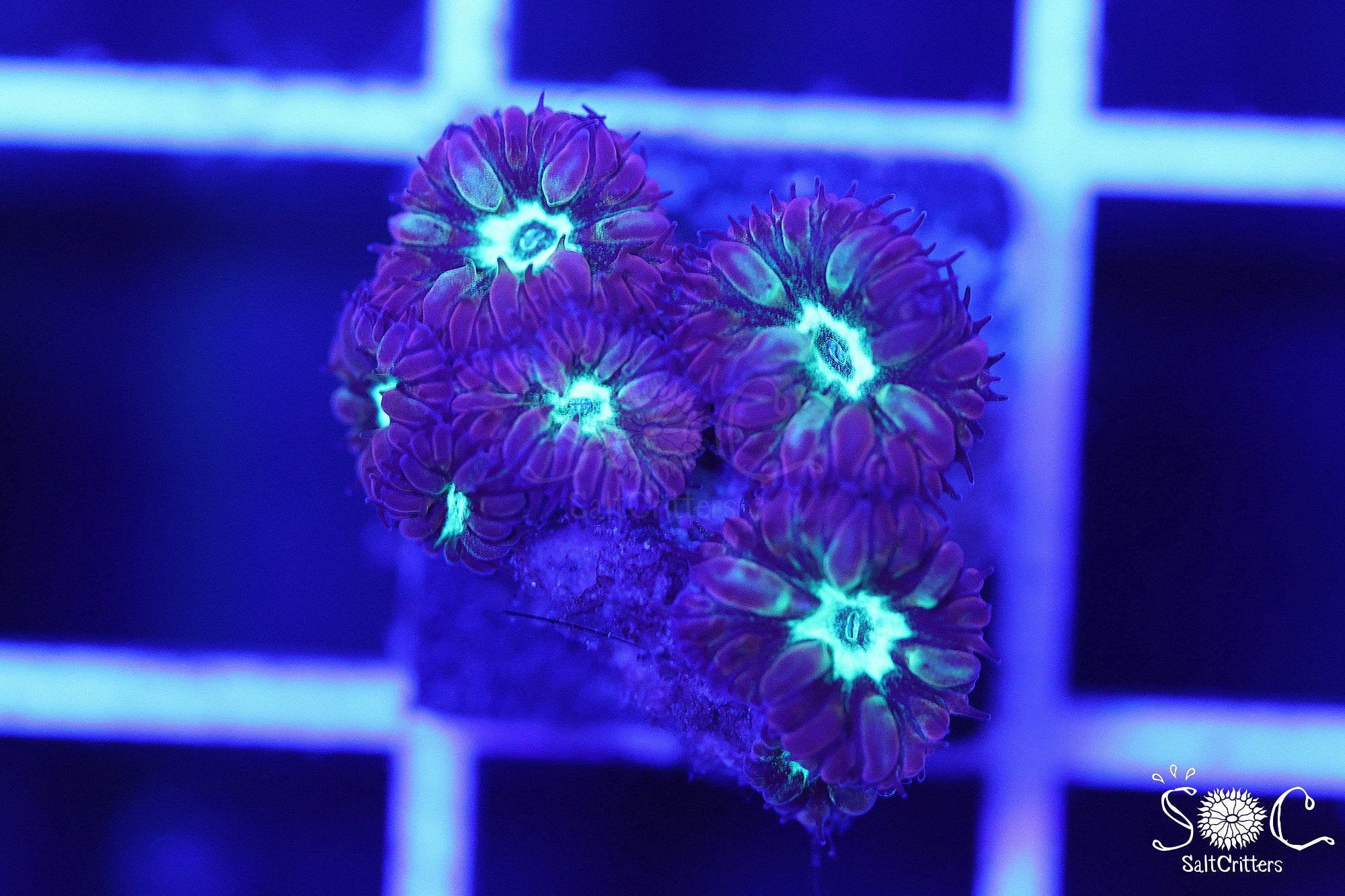 Blastomussa Coral B103